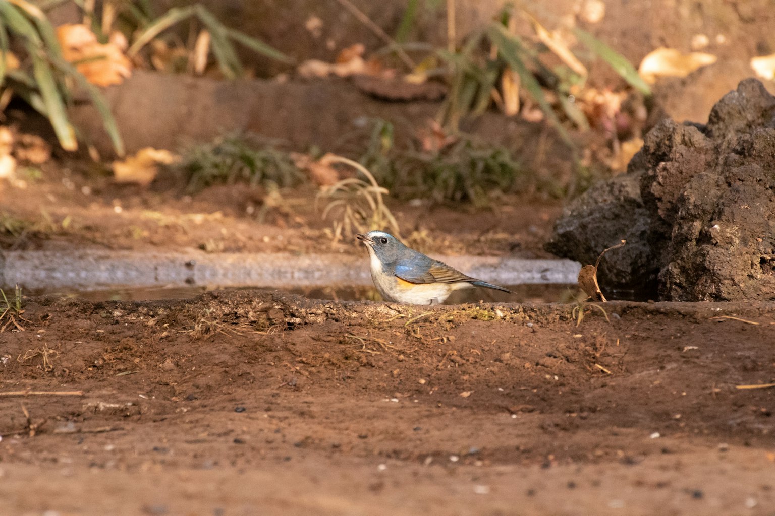 Un pequeño pájaro con plumas azules de pie en el suelo