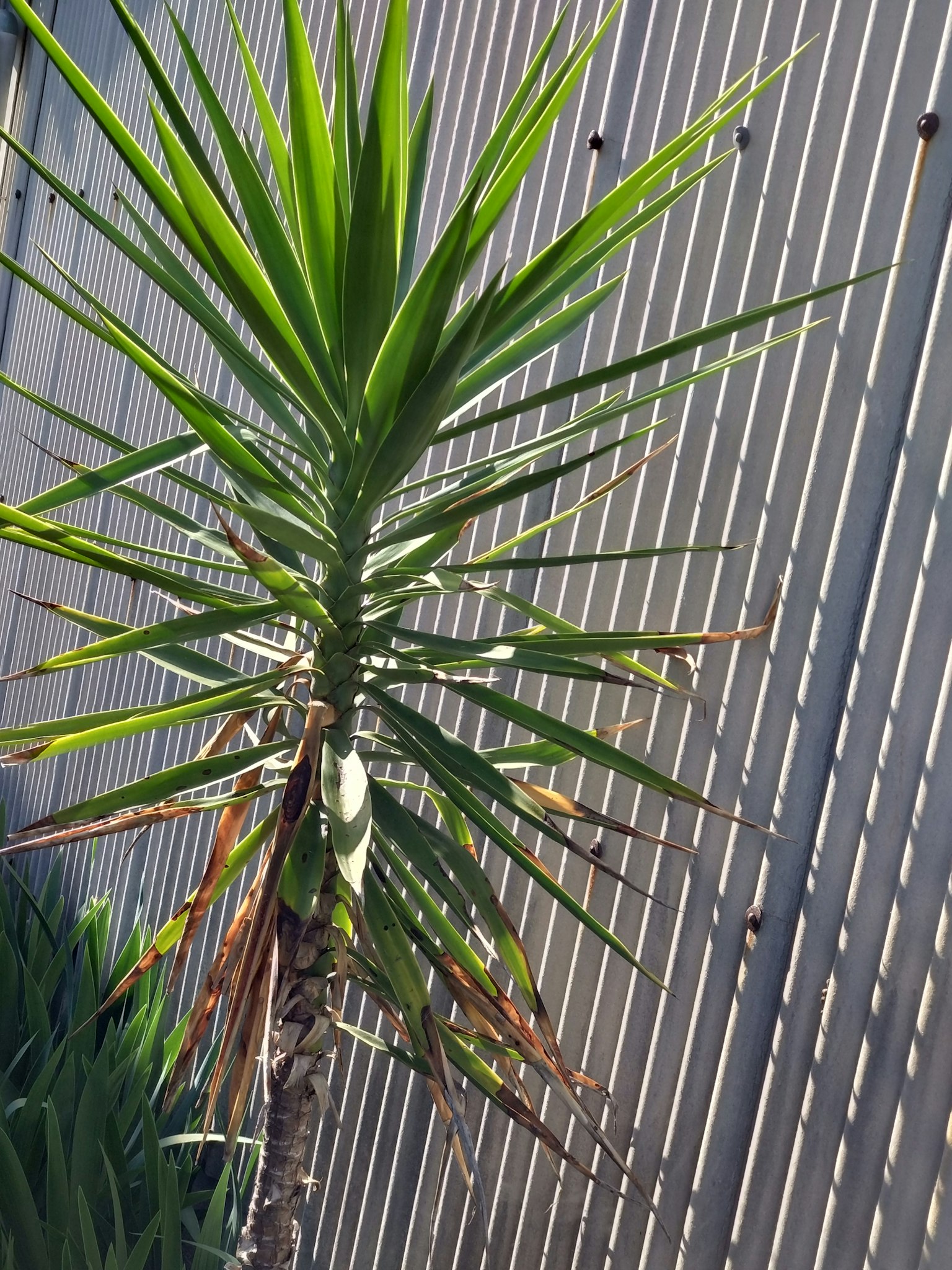 一棵阳光照射的类似棕榈树的植物旁边有金属围栏