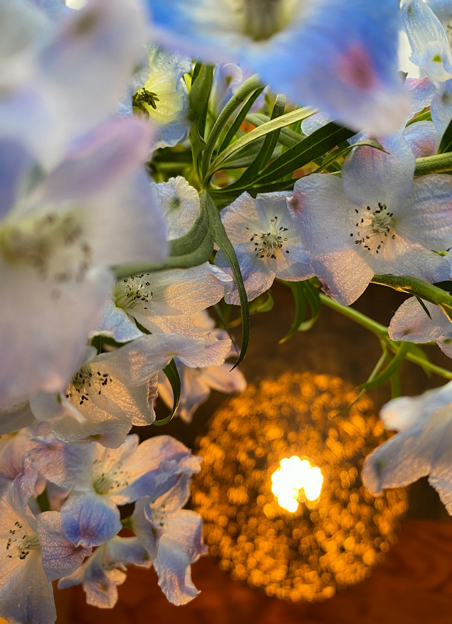 Primer plano de delicadas flores azules con una cálida luz de fondo