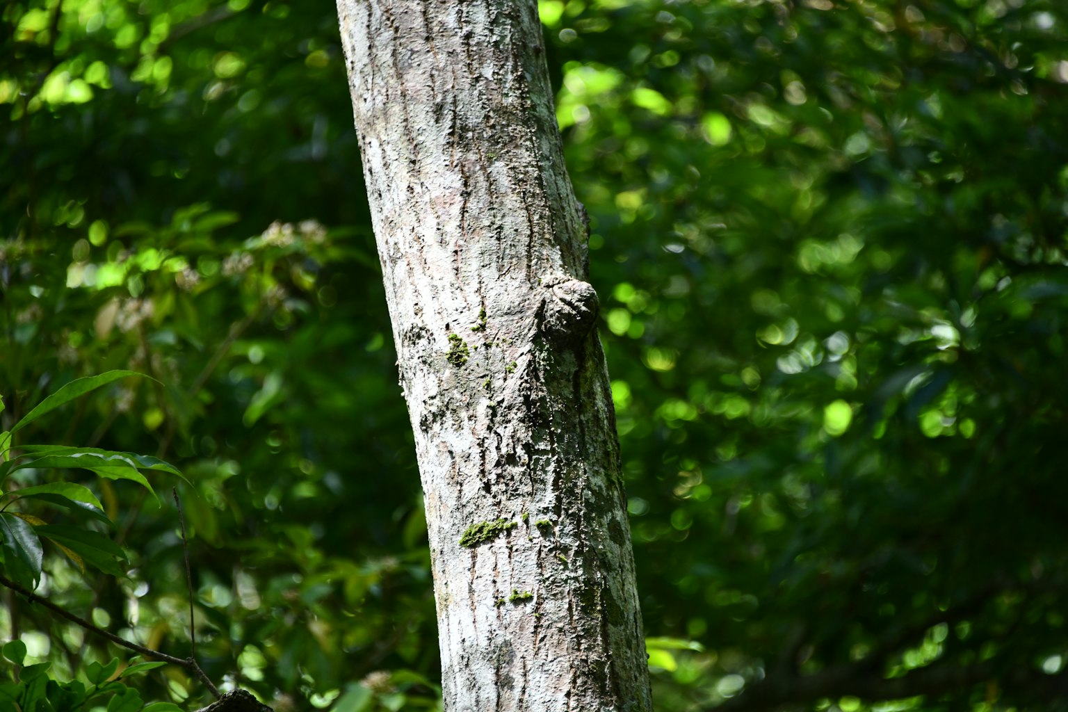 Tronco de árbol rodeado de follaje verde exuberante