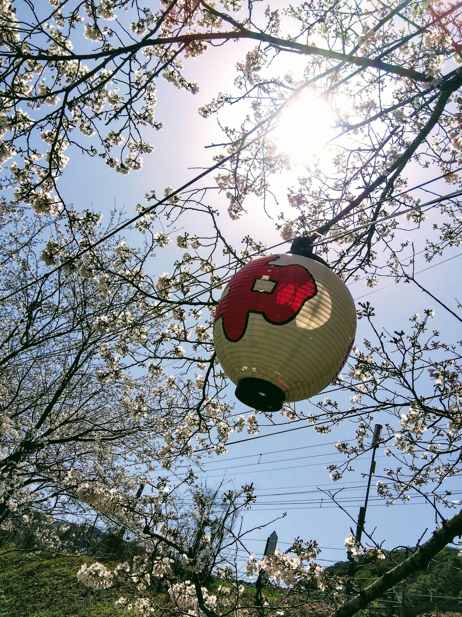 Linterna colgante entre flores de cerezo con sol brillante