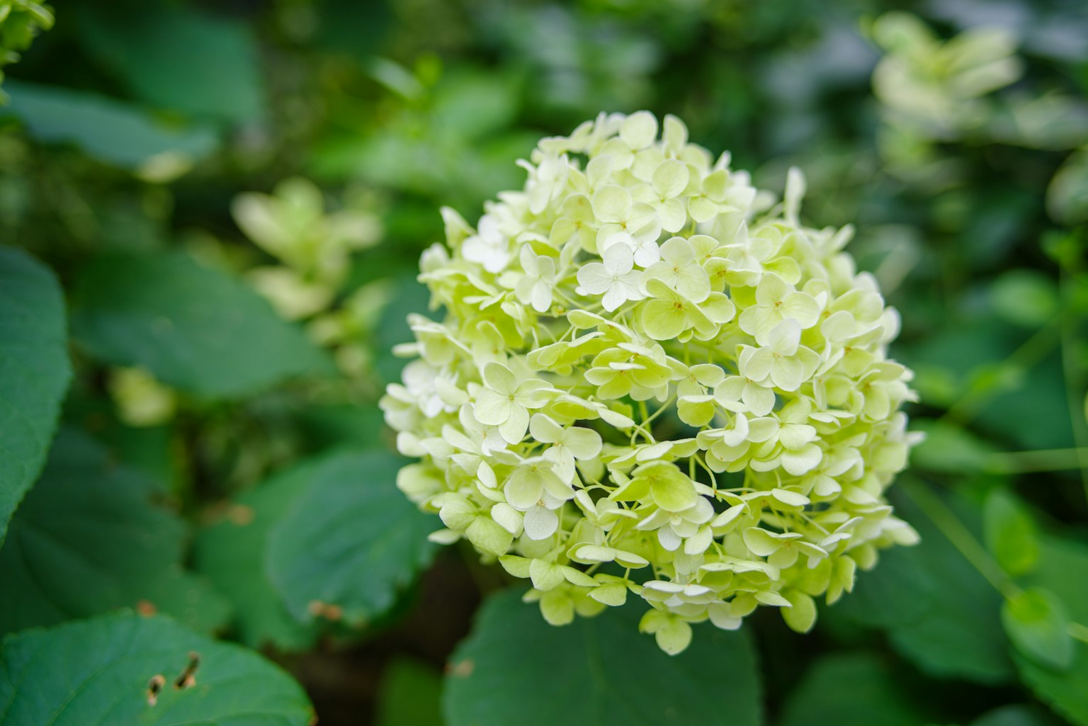 Un gruppo di fiori di ortensia verde chiaro tra foglie verdi lussureggianti