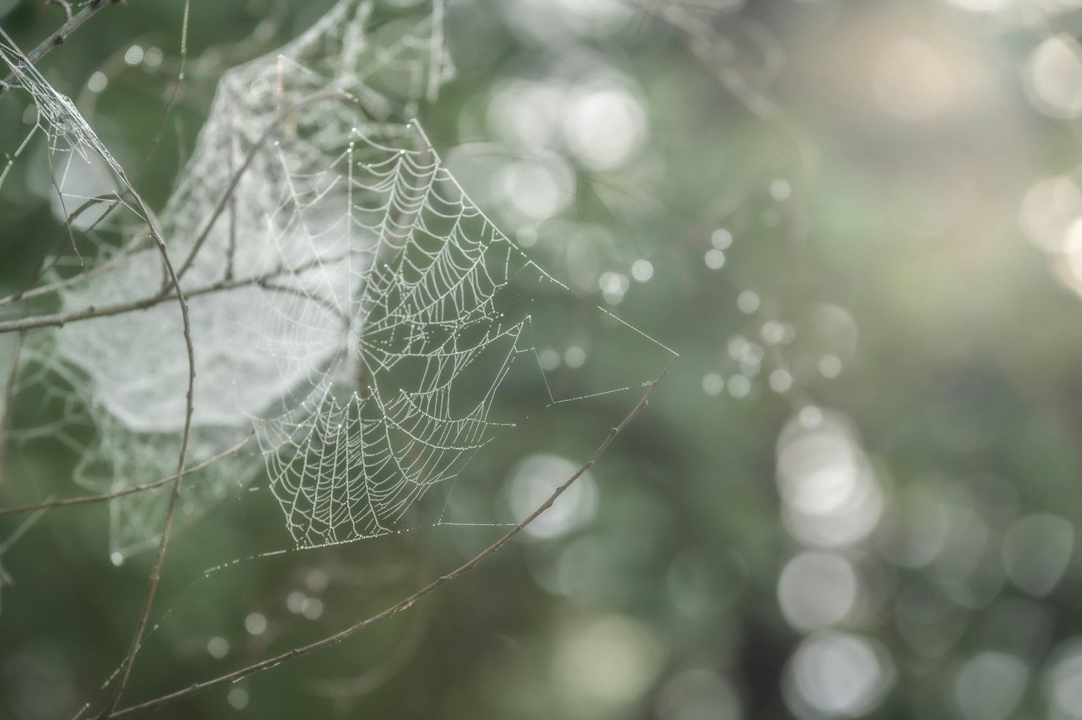 Spinnennetz, das im sanften Licht glänzt, mit verschwommenem natürlichem Hintergrund