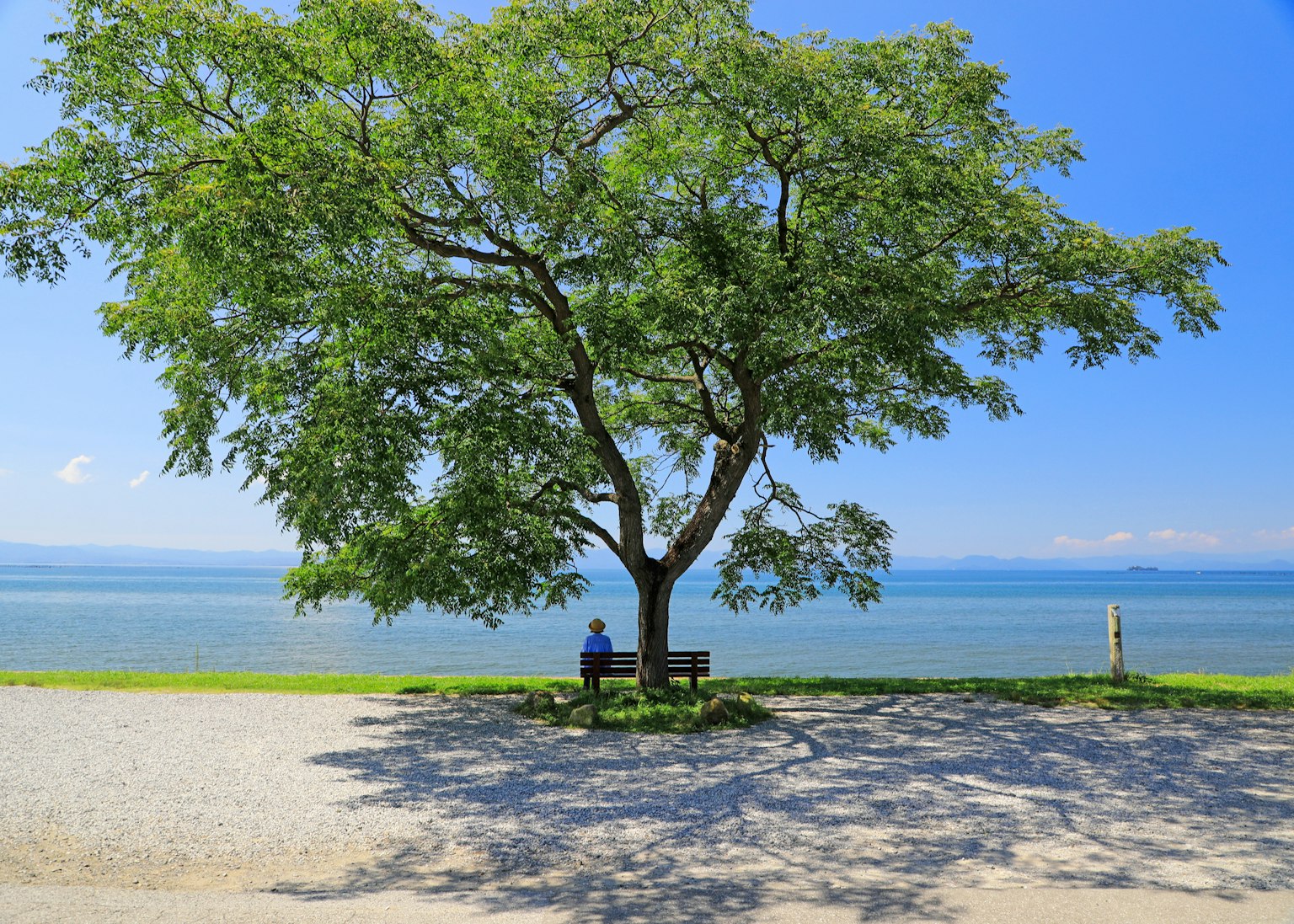 Persona seduta sotto un grande albero vicino a un mare sereno sotto un cielo blu
