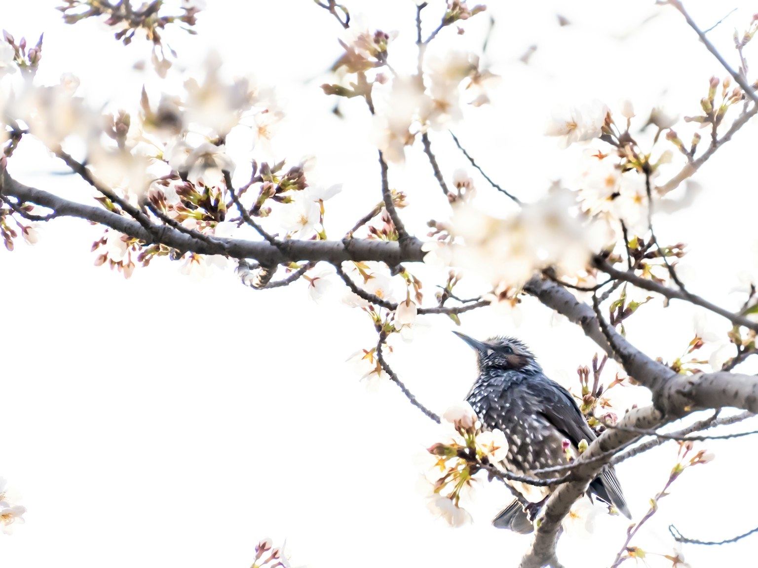 A bird perched on a cherry blossom branch with a soft background