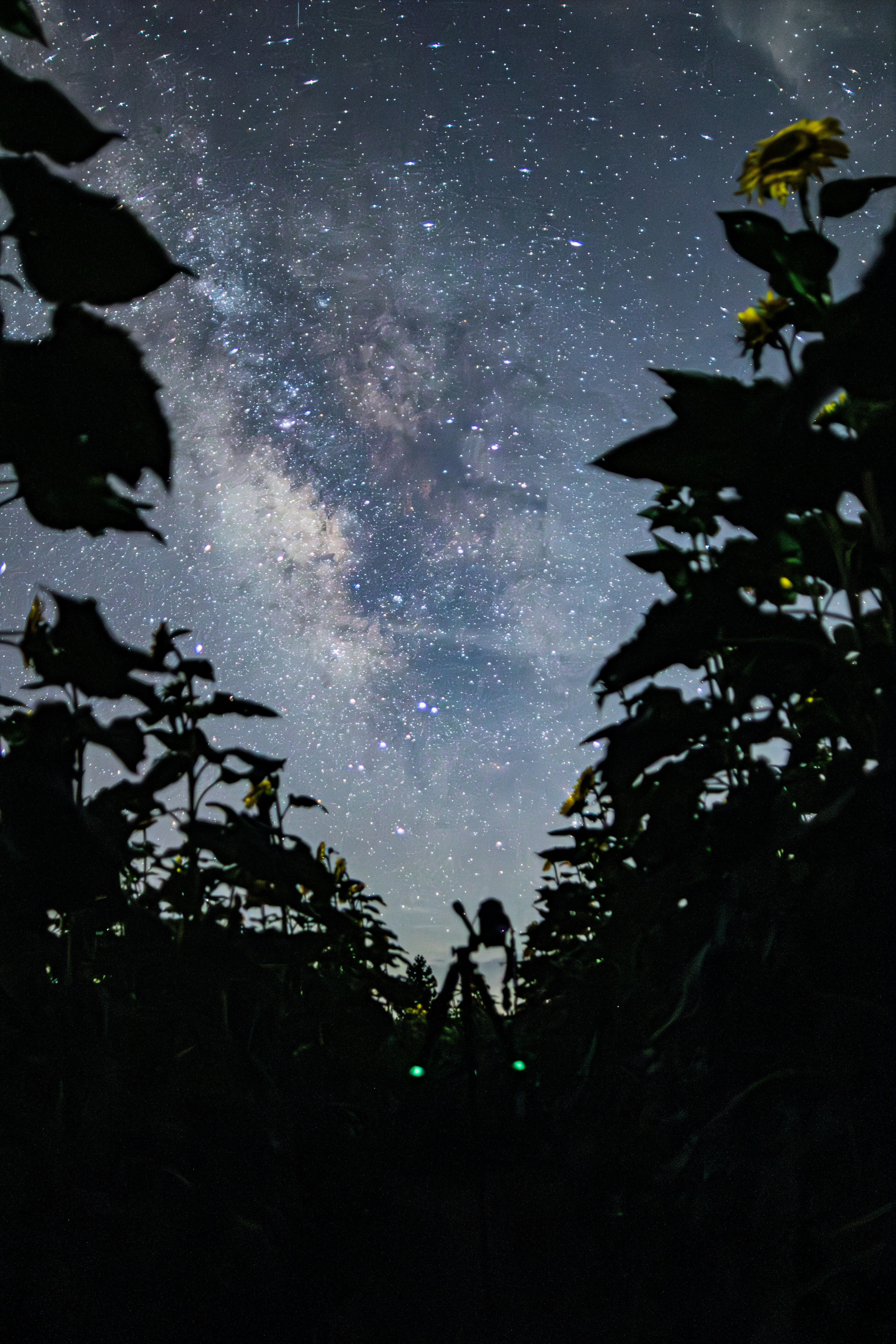 Milky Way over a night sky with silhouetted trees