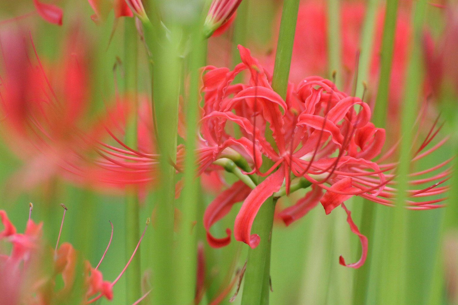 Lirios araña rojos vibrantes floreciendo entre tallos verdes
