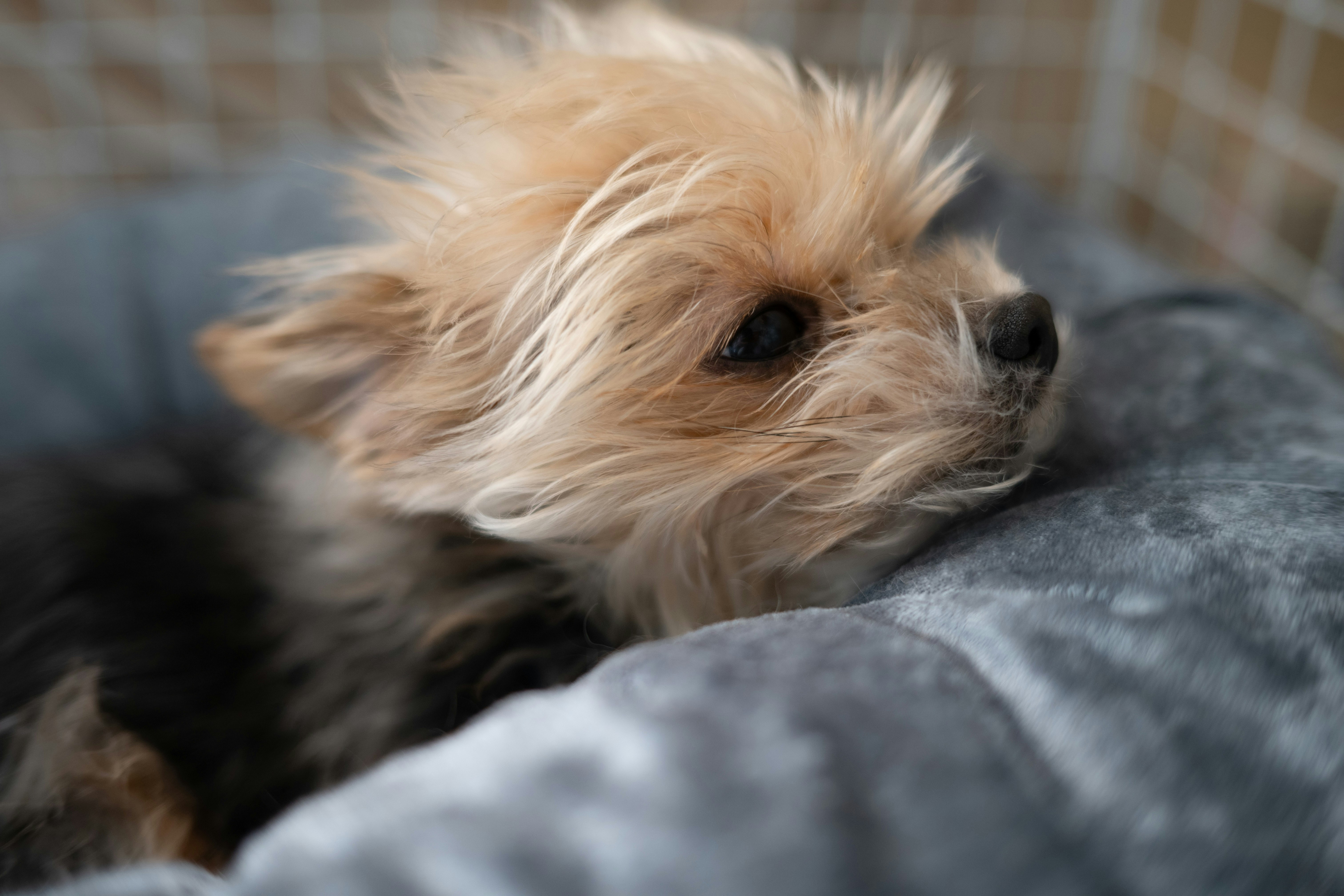 毛並みのふわふわした小型犬が毛布の上で眠る