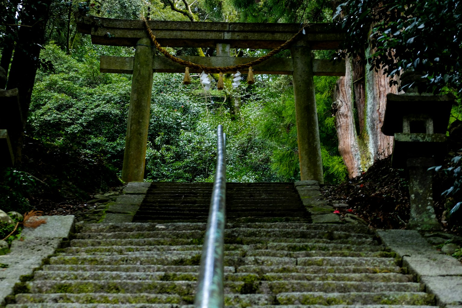 Escaliers en pierre menant à un torii entouré de verdure luxuriante
