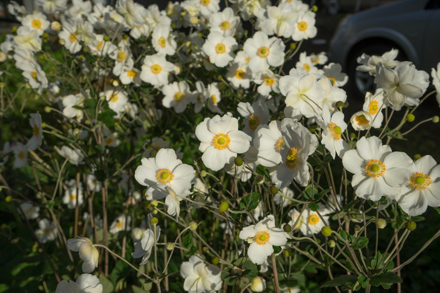 Un paesaggio con fiori bianchi in fiore con centri gialli