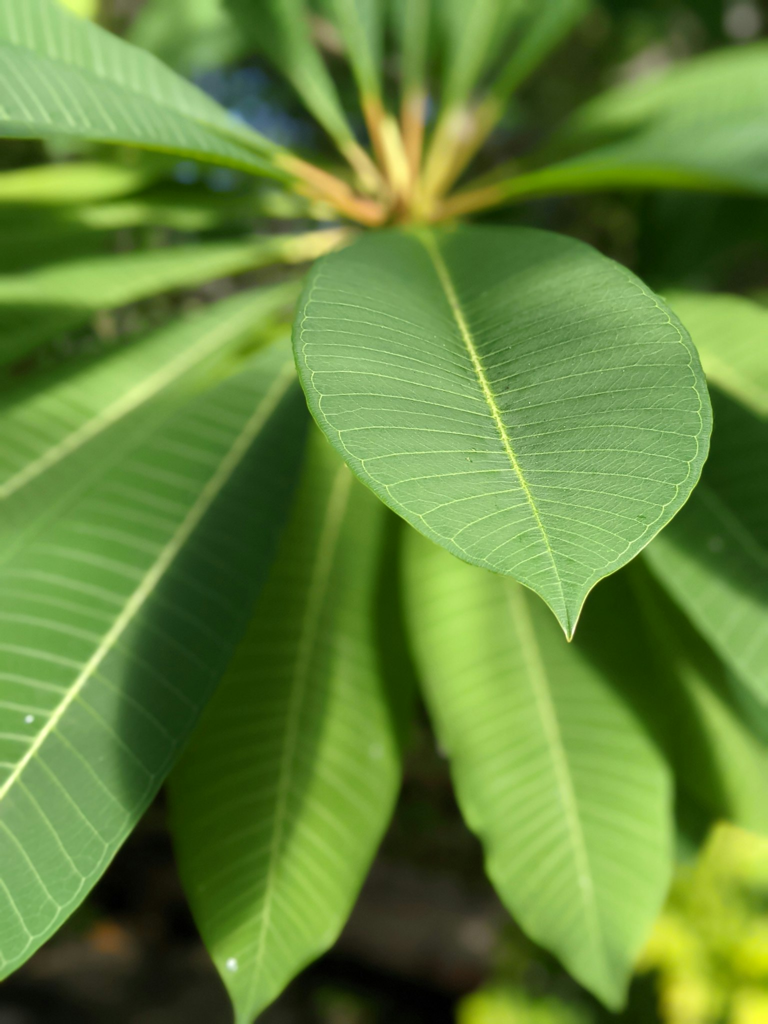 Kedekatan daun hijau besar dengan urat yang jelas