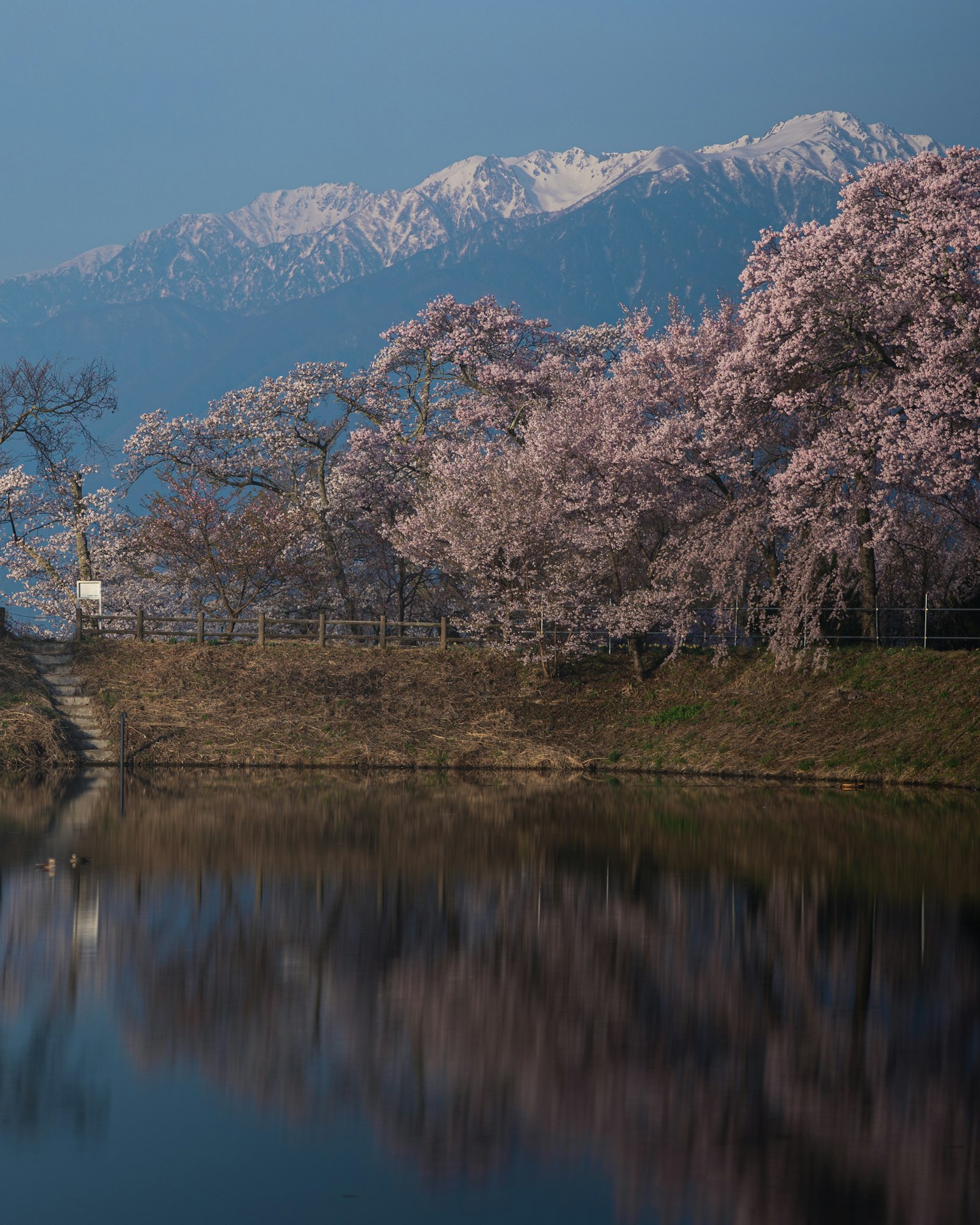 Vista serena de un lago reflejando cerezos en flor y montañas nevadas