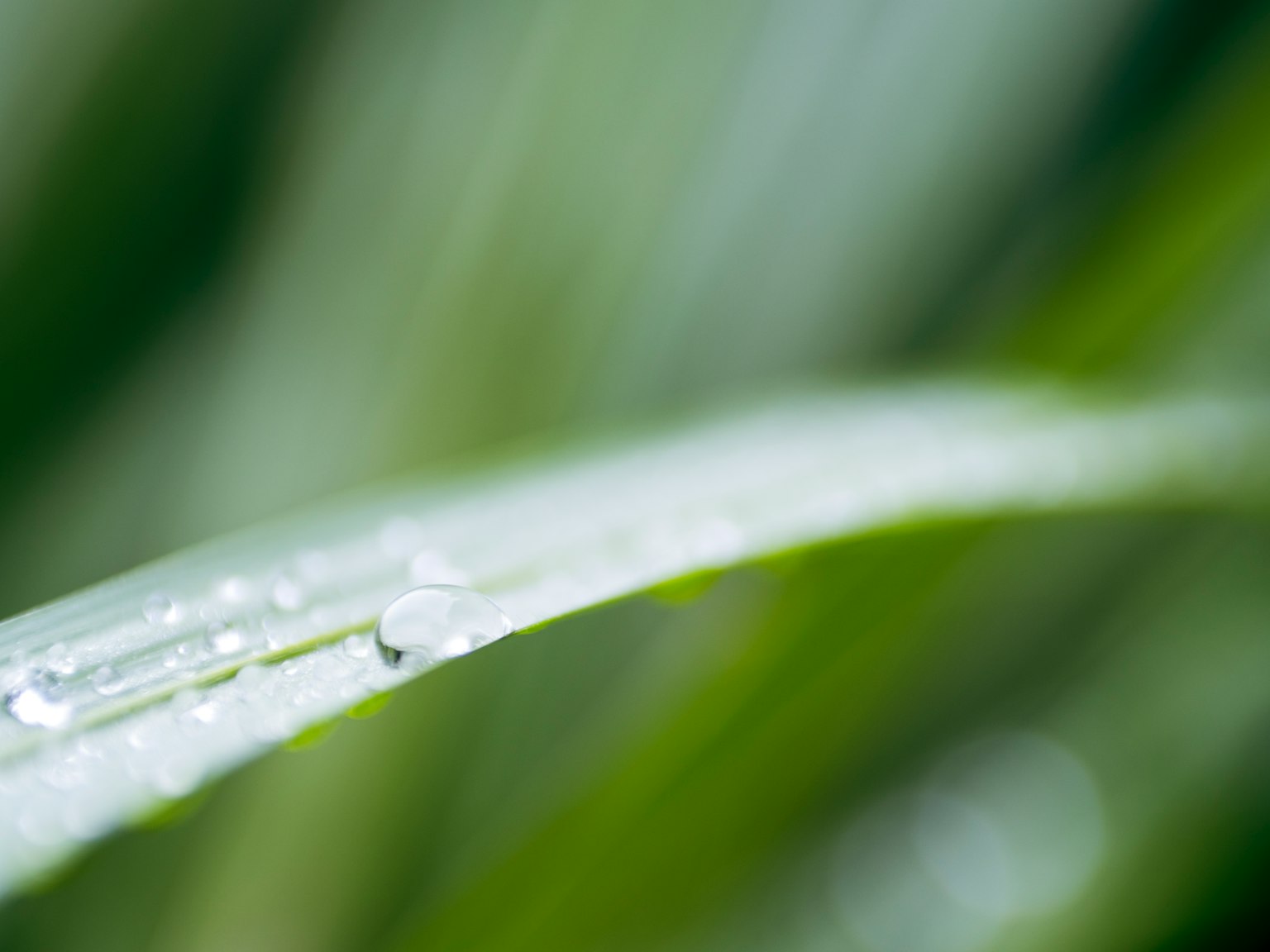 Nahaufnahme eines grünen Blattes mit Wassertropfen