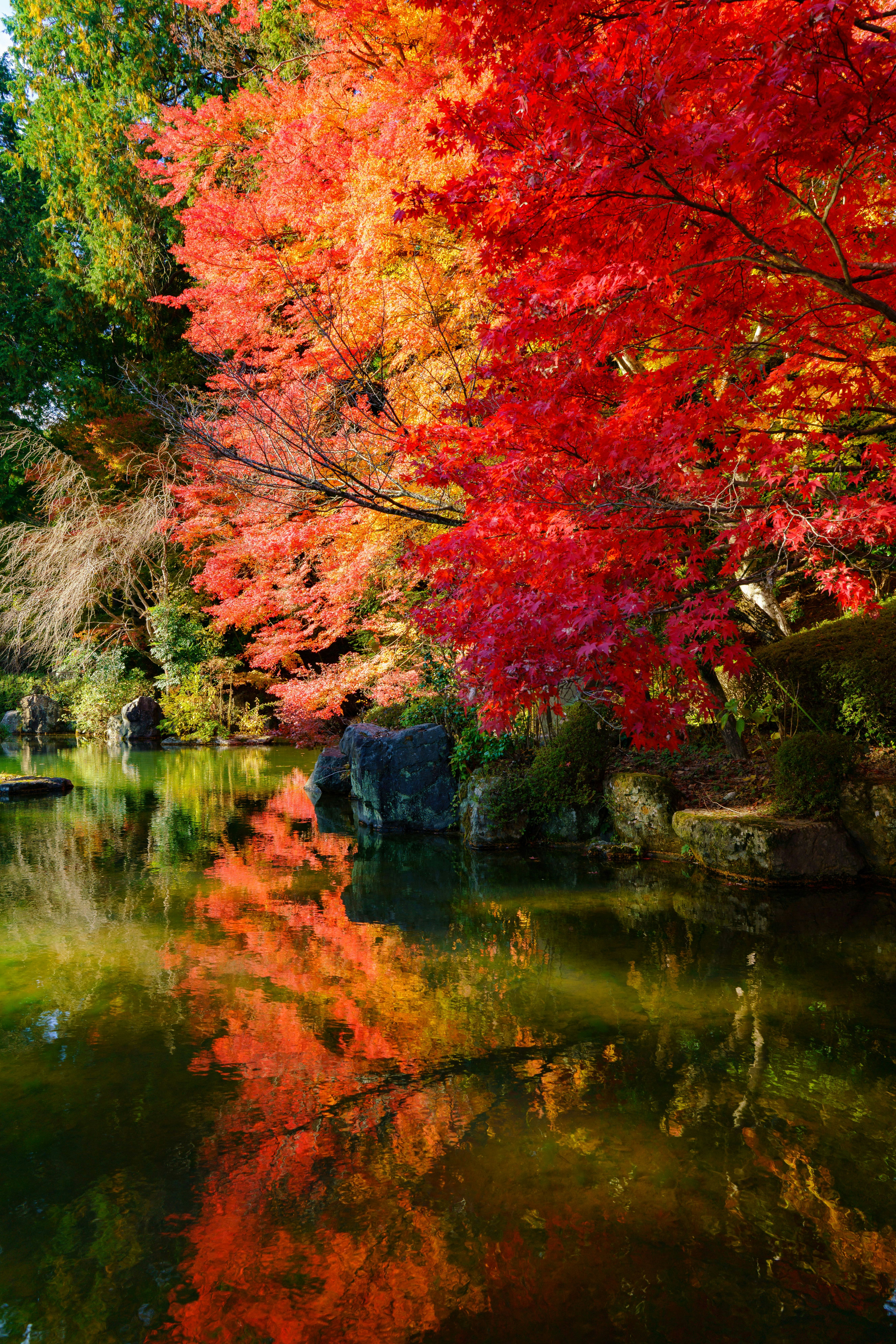 池に映る紅葉の並木と水面