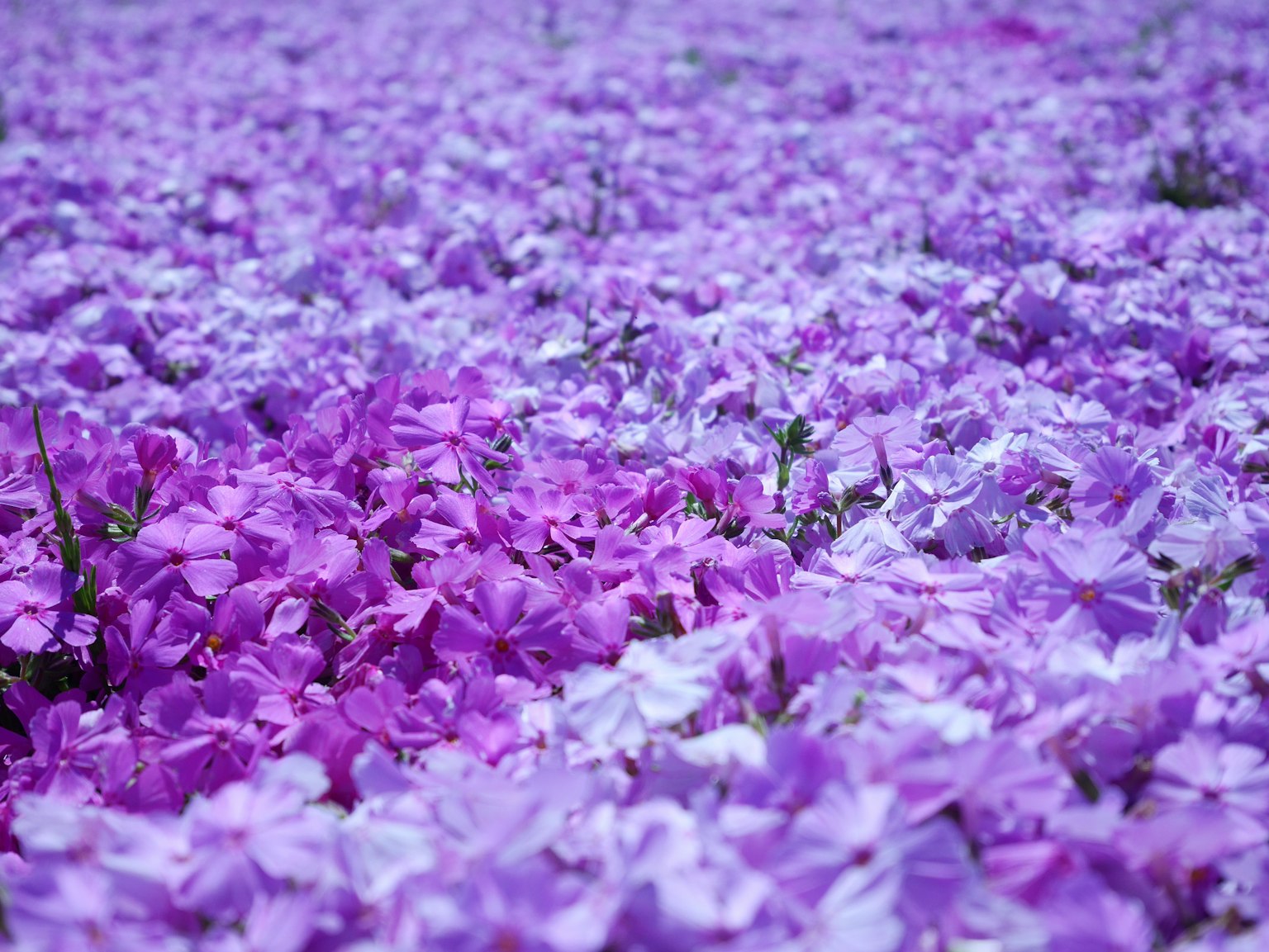 A beautiful landscape of blooming purple flowers