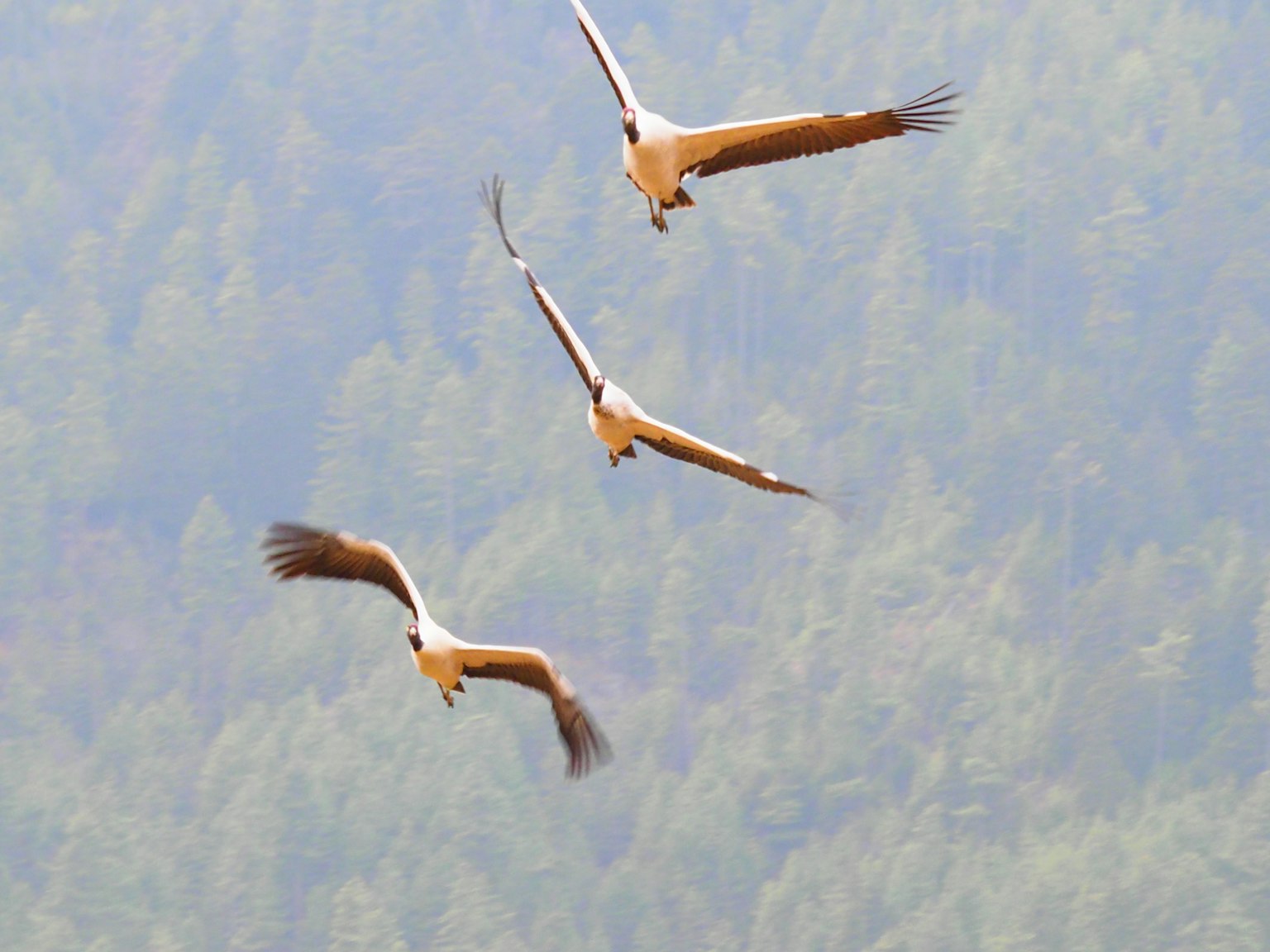 Drei Falken fliegen am Himmel mit einem grünen Wald im Hintergrund