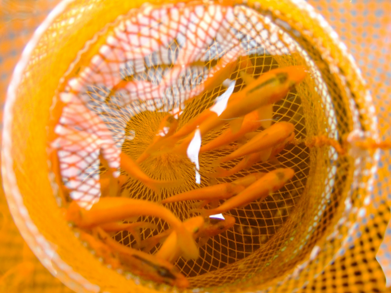 黃色網中漂浮的小魚