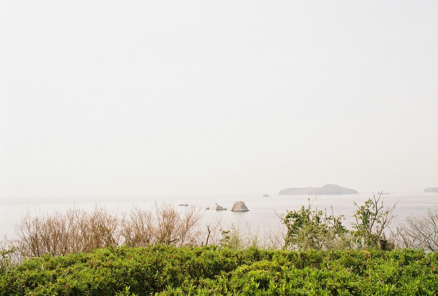 绿色植物和宁静海景，远处有一个岛屿