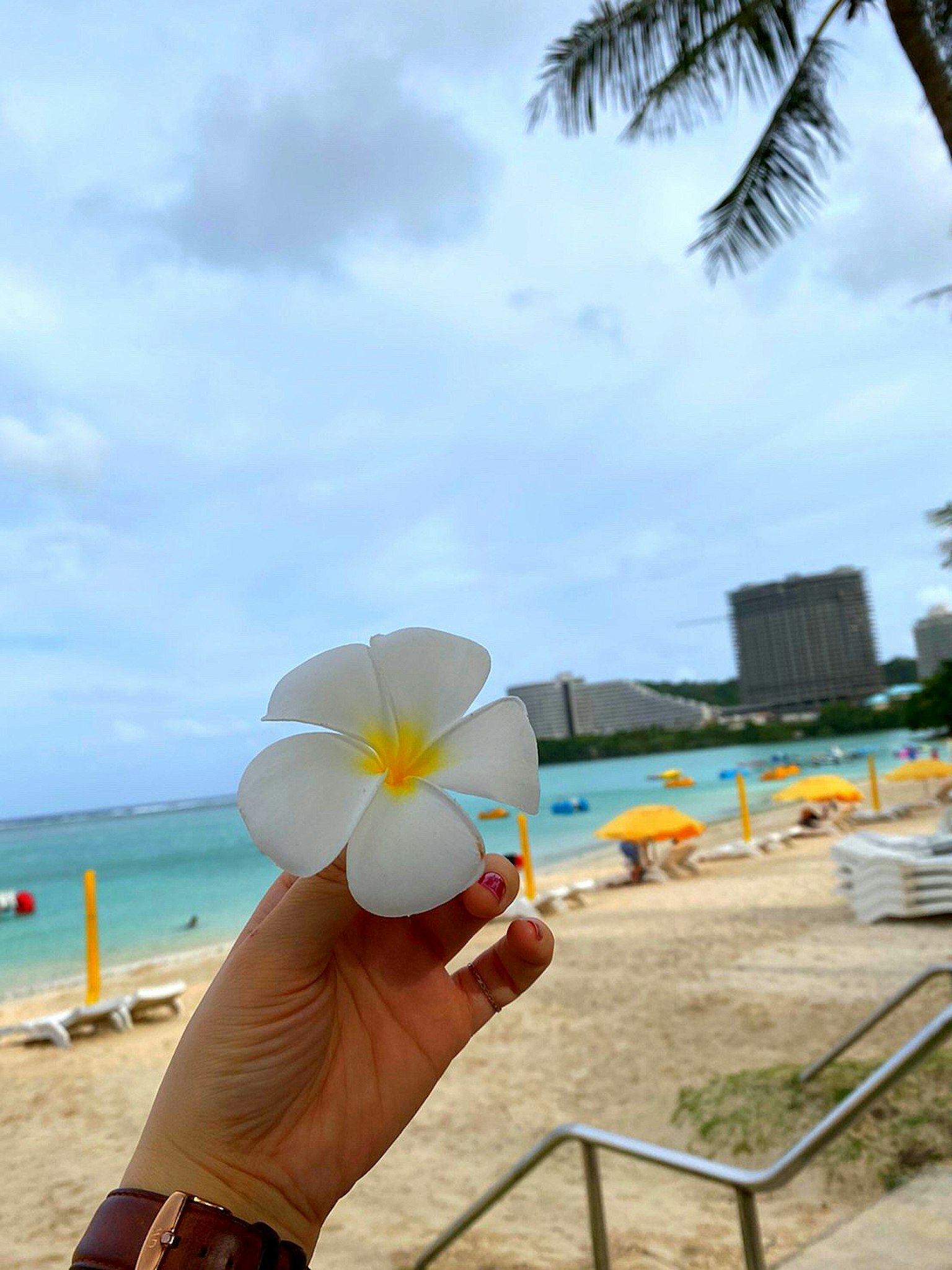 มือหนึ่งถือดอกพลูเมอเรียสีขาวพร้อมชายหาดและมหาสมุทรในพื้นหลัง