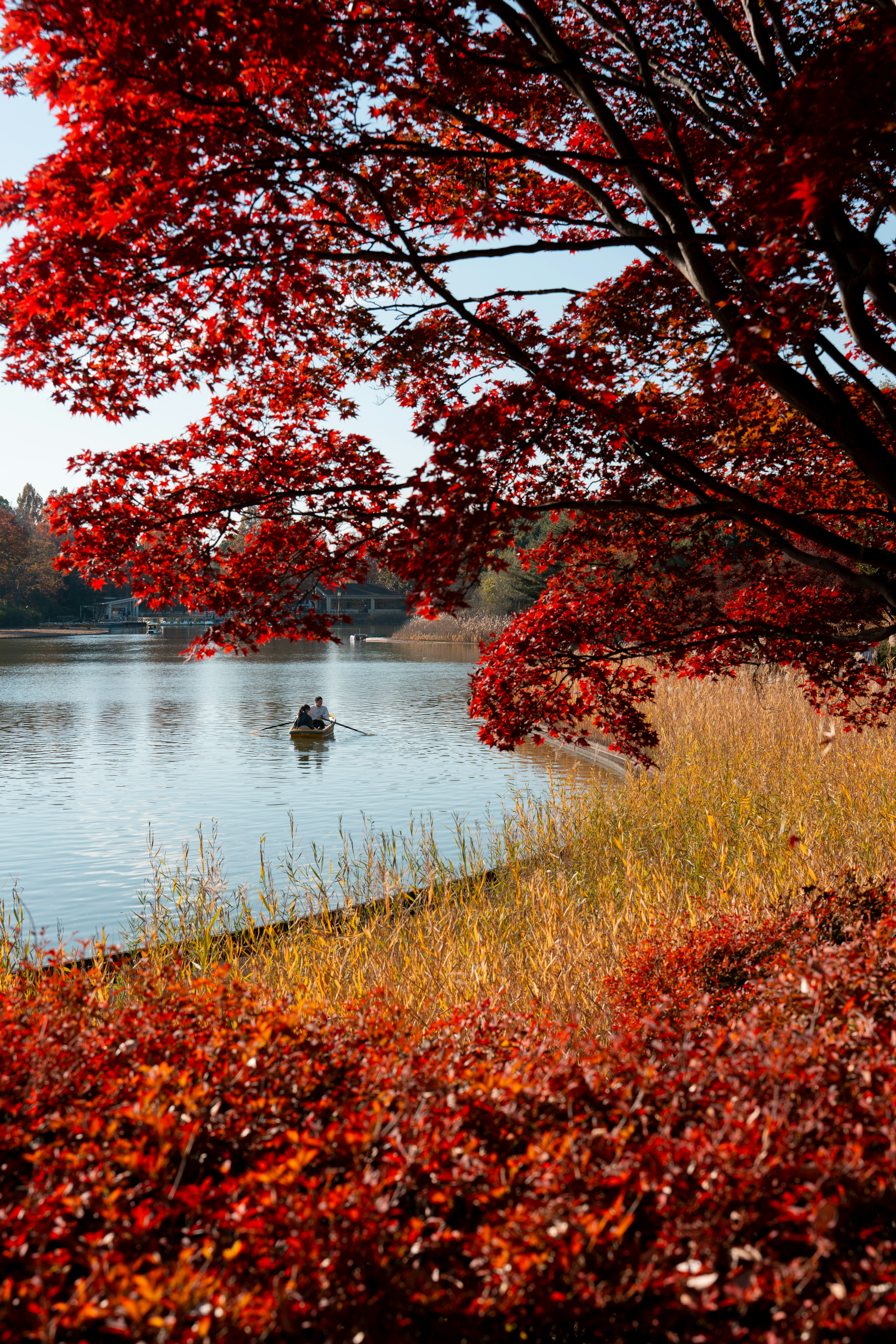 湖畔に広がる紅葉の並木と水面
