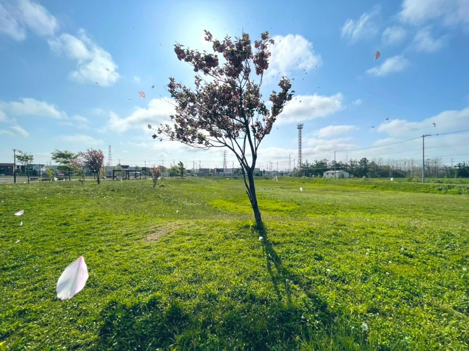 A cherry blossom tree in bloom under a blue sky with green grass