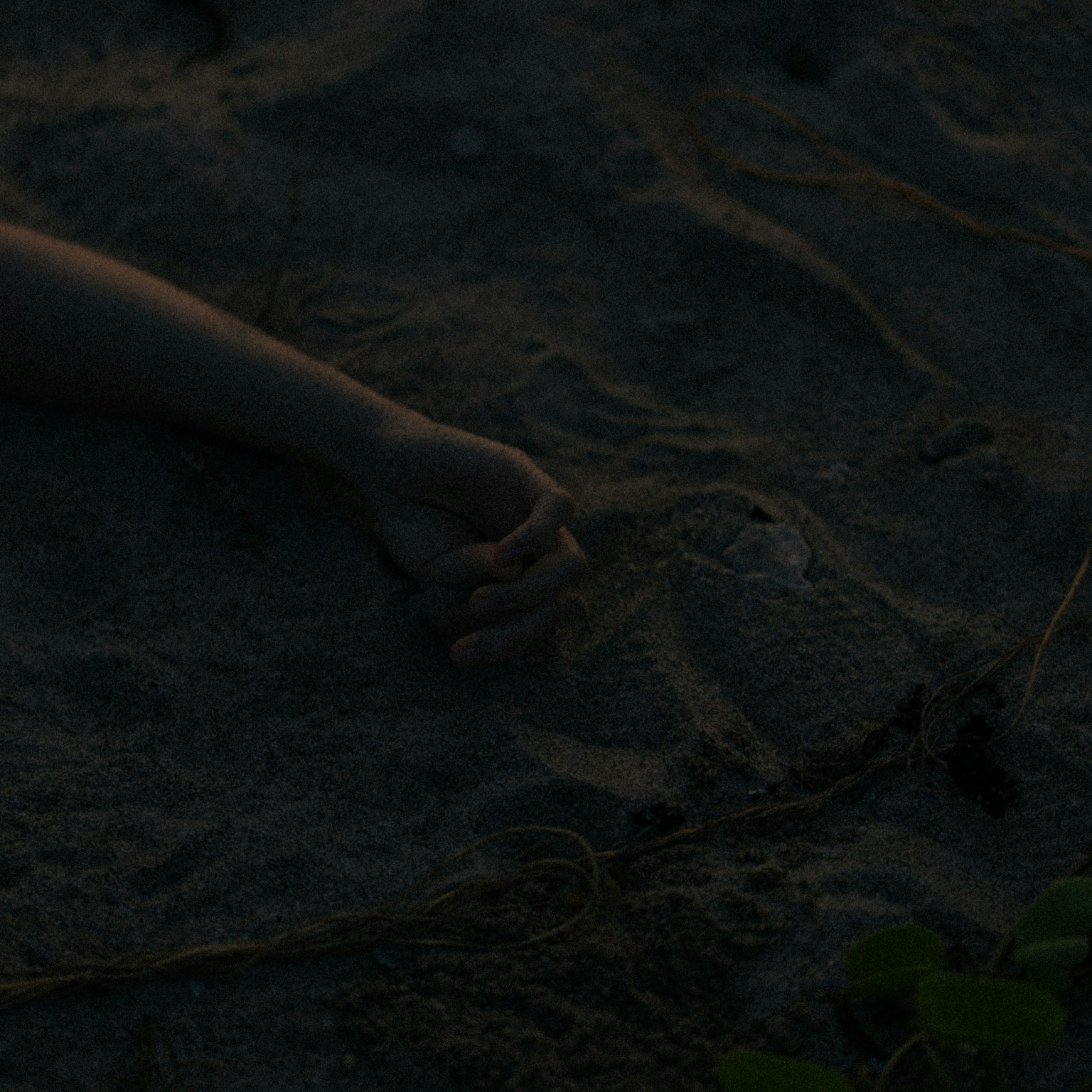 A hand resting on sand with surrounding natural elements
