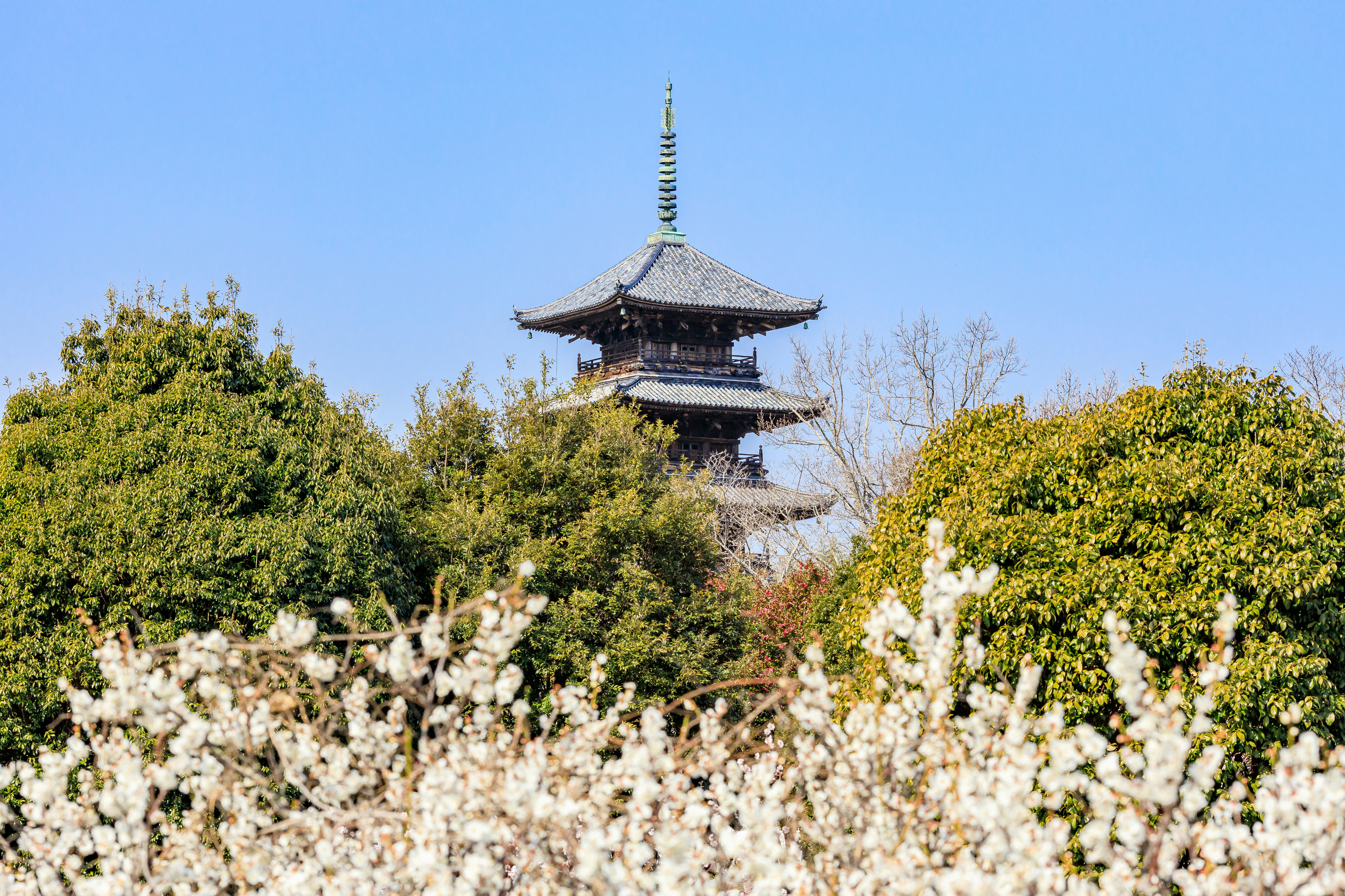 白梅の花と青空の下にそびえる五重塔