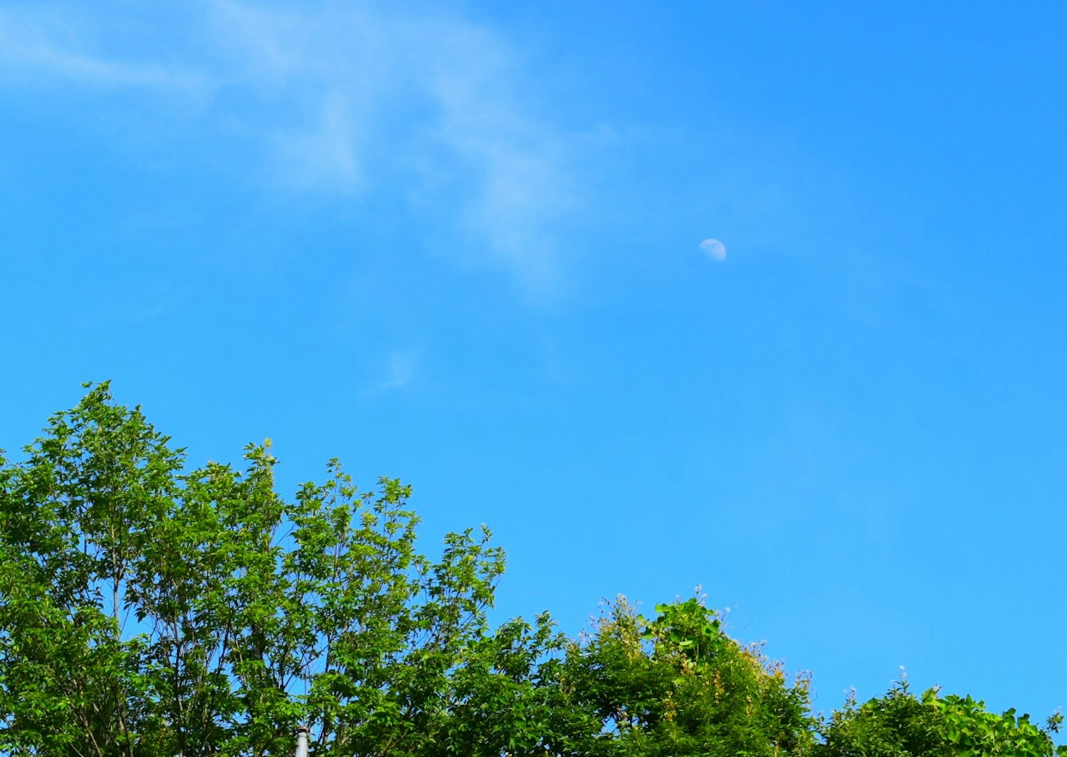 Un cielo azul claro con una luna visible y árboles verdes