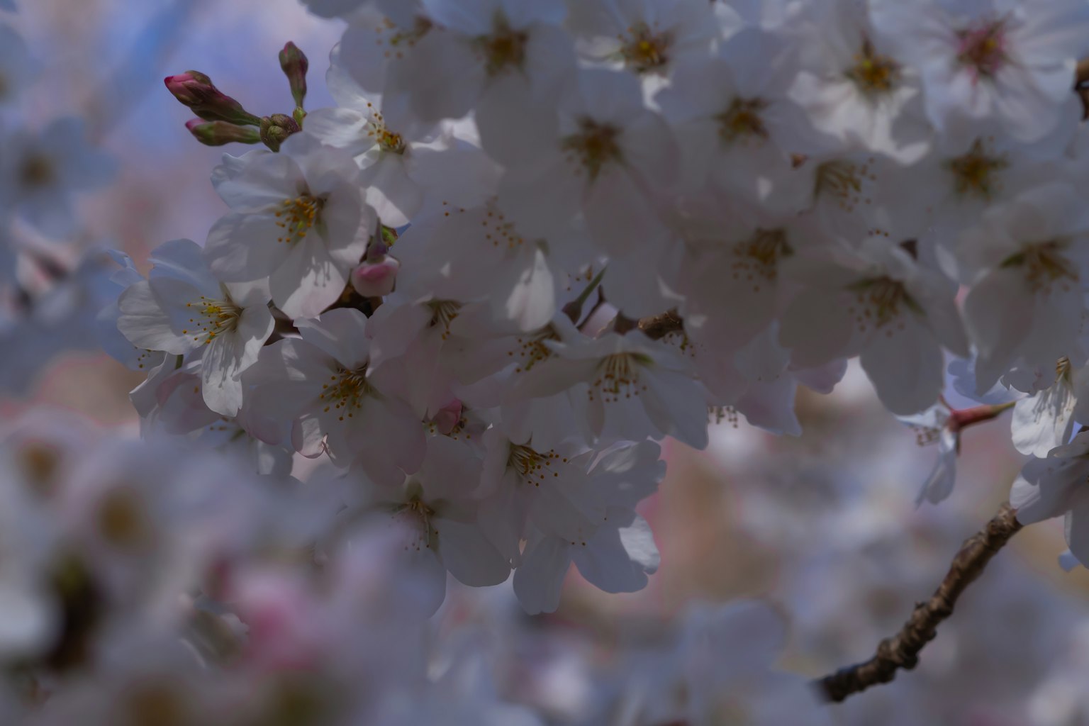 Gros plan sur des fleurs de cerisier en fleurs