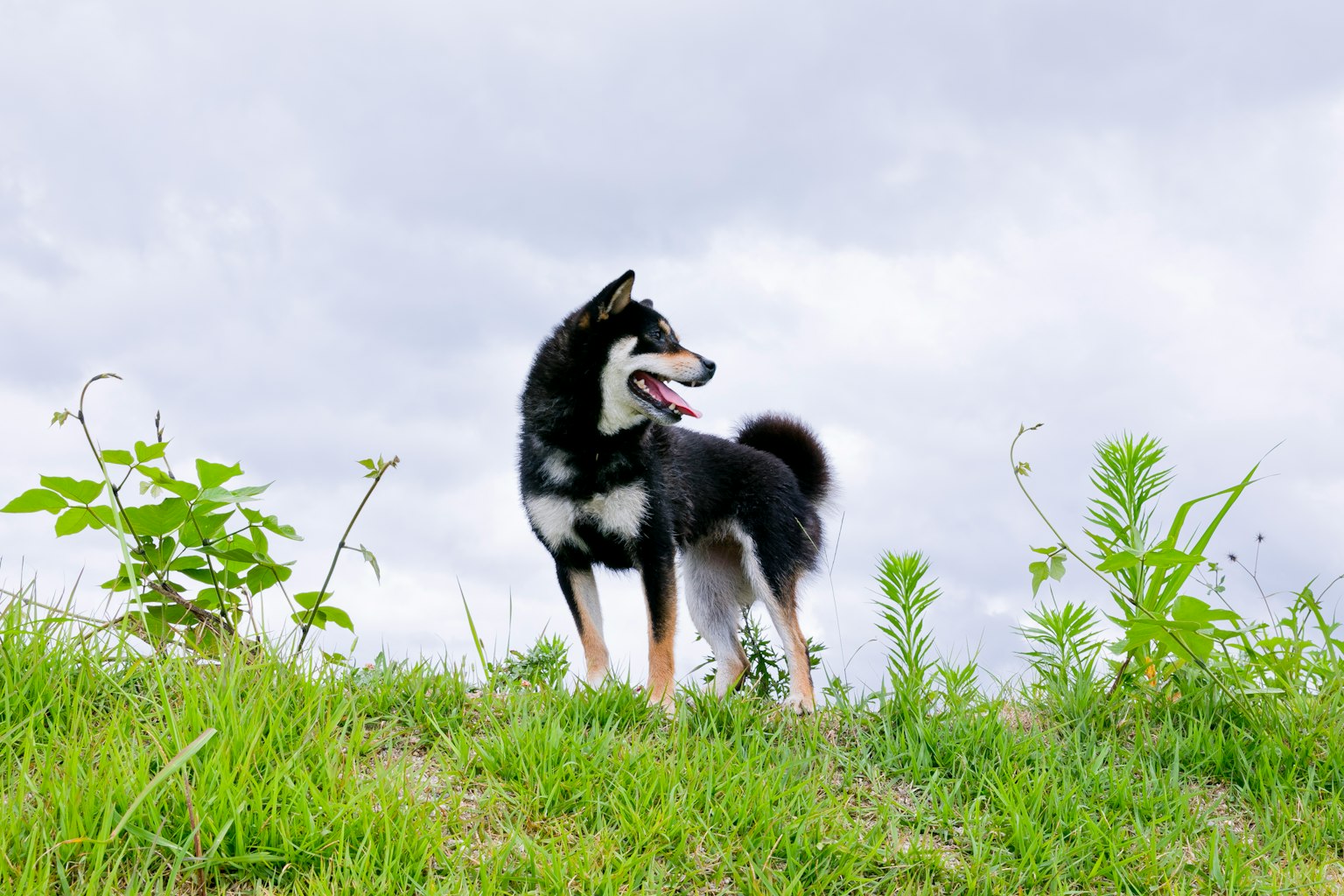 一隻黑白相間的柴犬站在草地上回頭看