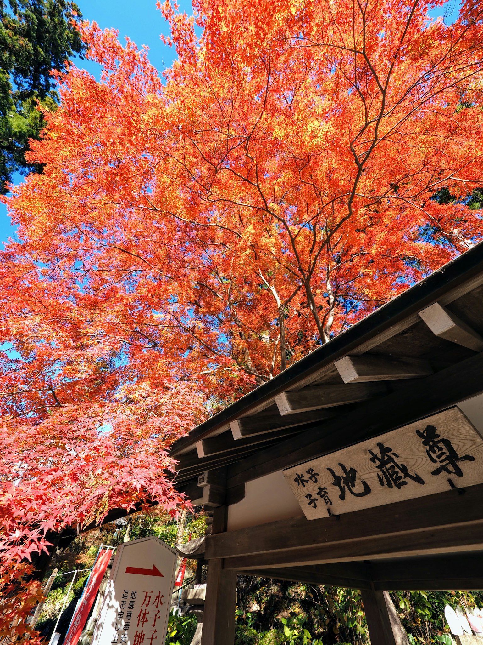 Panneau traditionnel japonais sous des feuilles d'automne vibrantes