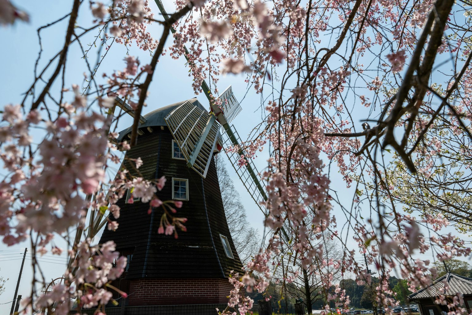 Moulin entouré de fleurs de cerisier en fleurs