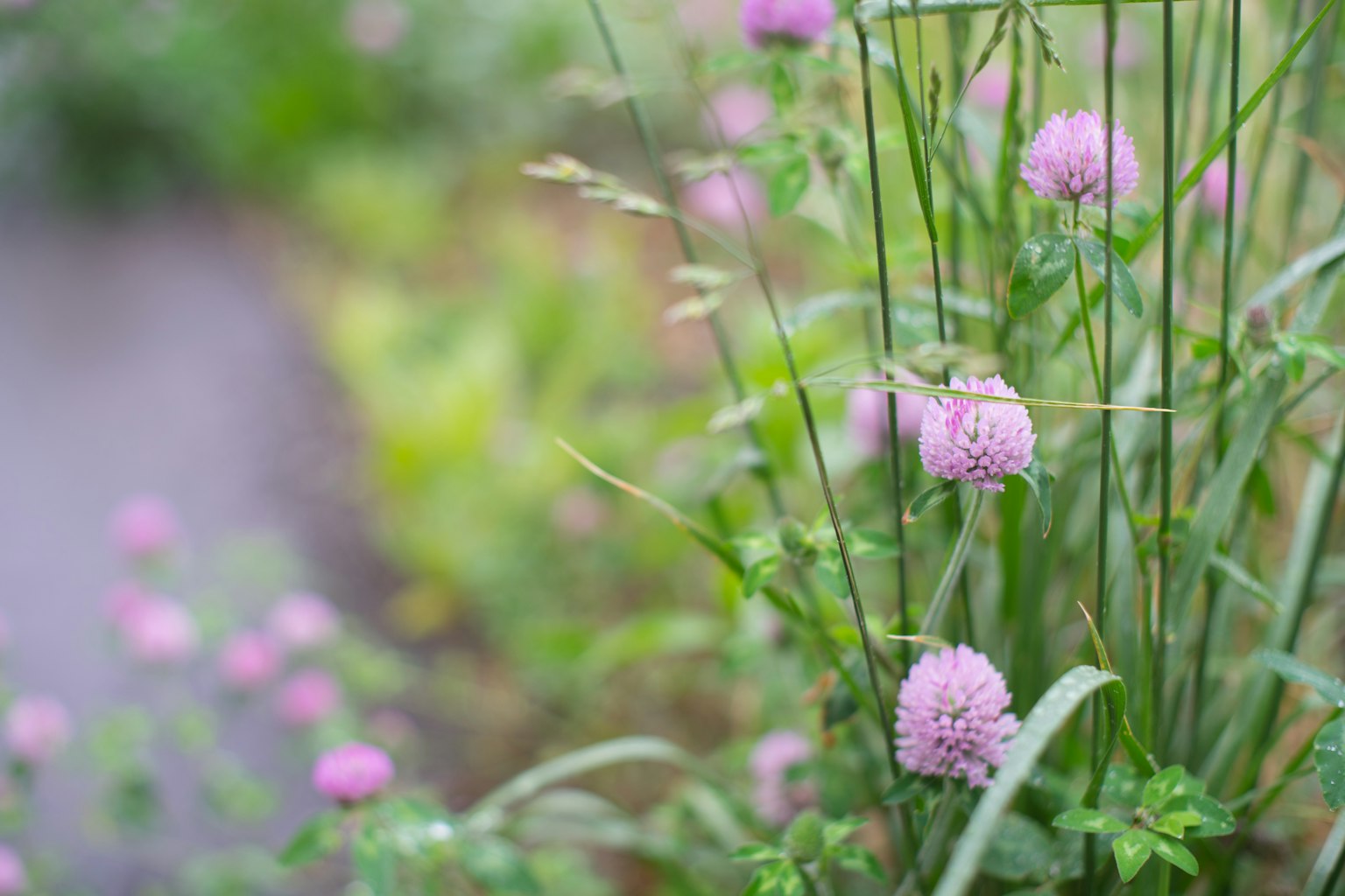 Escena de jardín con hierba verde y flores moradas en flor