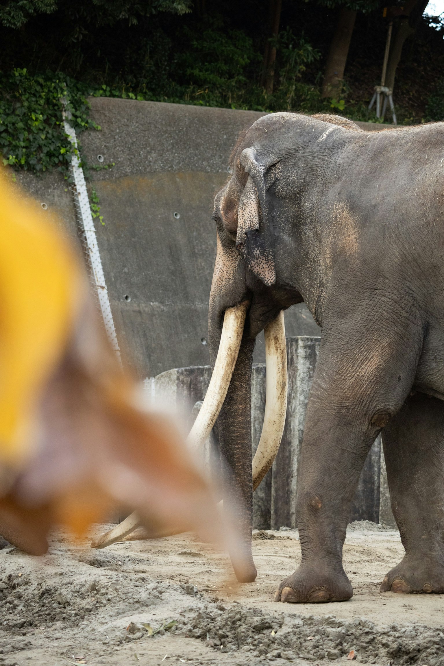 Hình ảnh bên hông của một con voi trong công viên safari thể hiện ngà lớn và da màu xám
