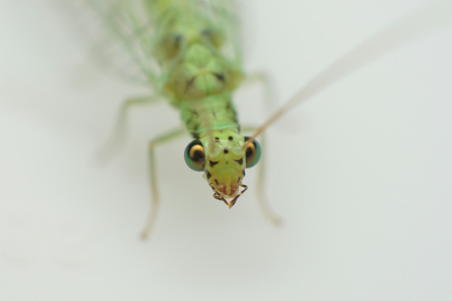 Foto ravvicinata di un insetto verde su sfondo bianco