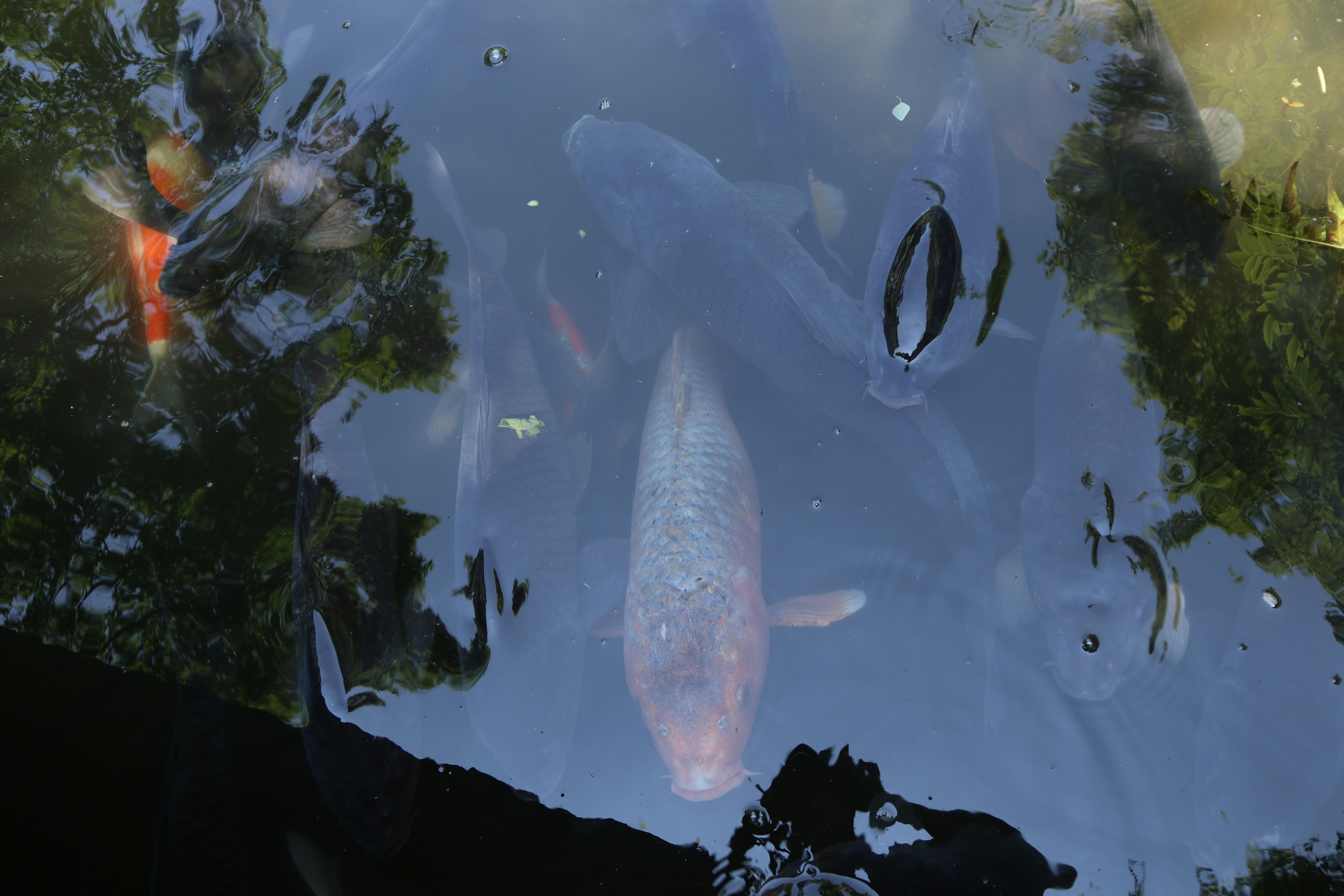 水中から見上げる魚と海の生き物のある幻想的な光景