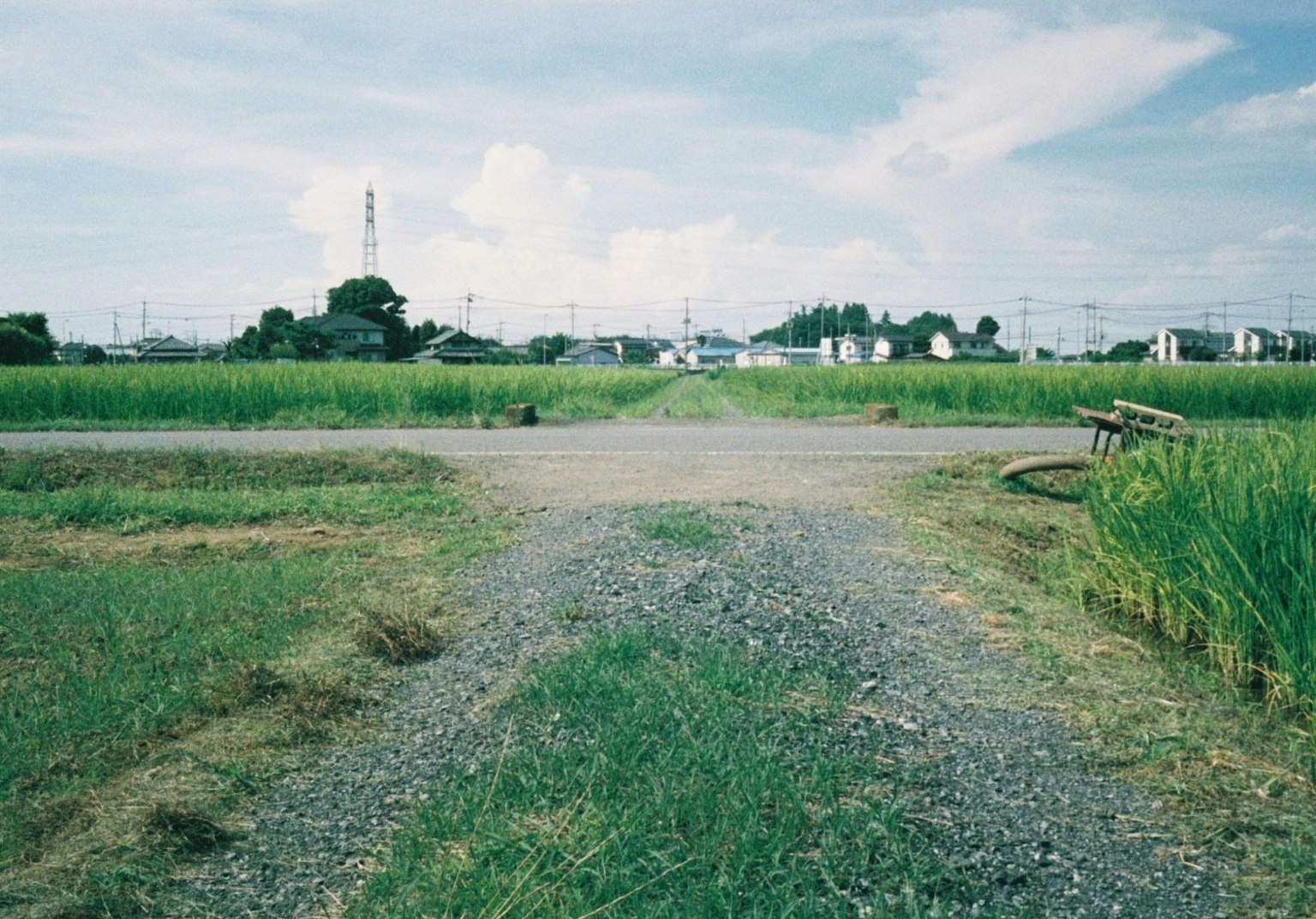 Landscape with green rice fields and intersecting paths