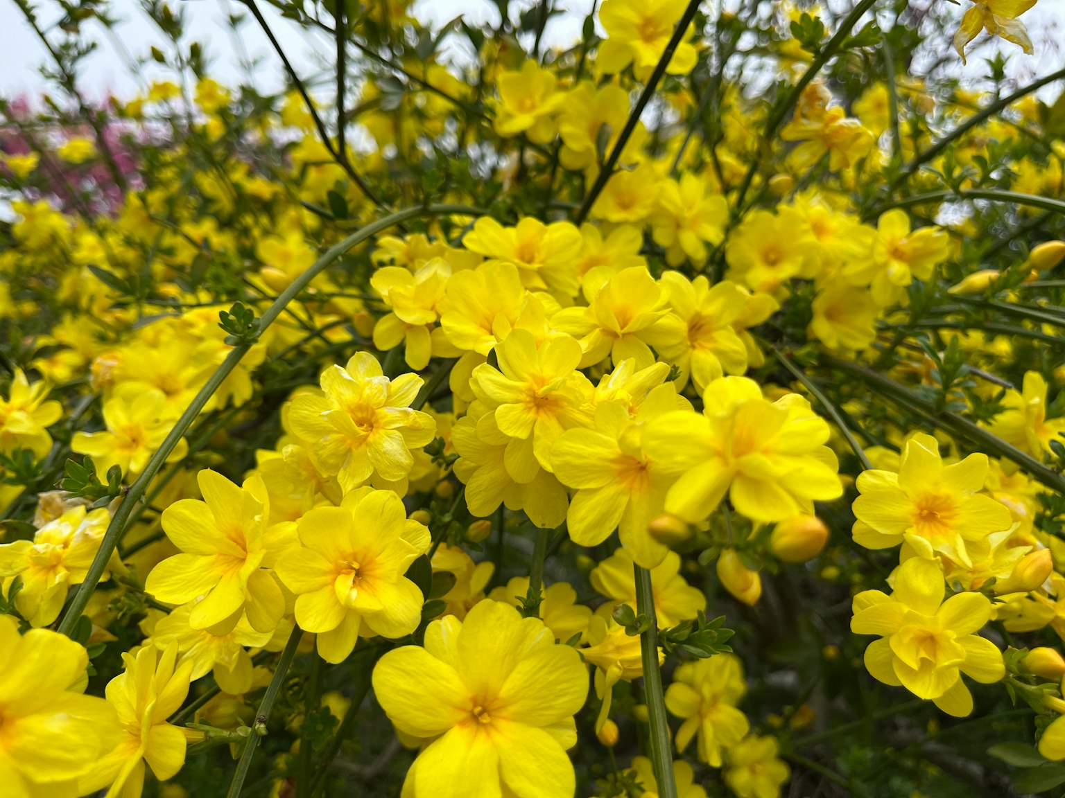 Primo piano di una pianta con fiori gialli in fiore