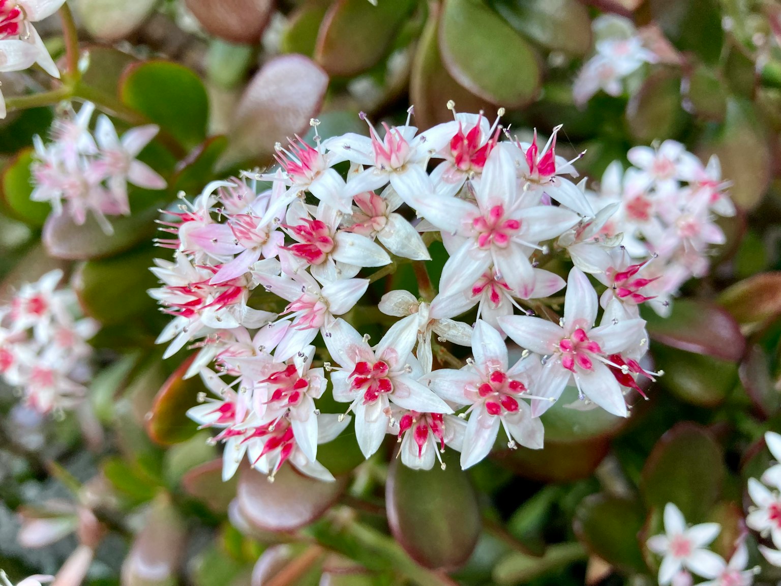 Cluster of small white and pink flowers on a succulent plant