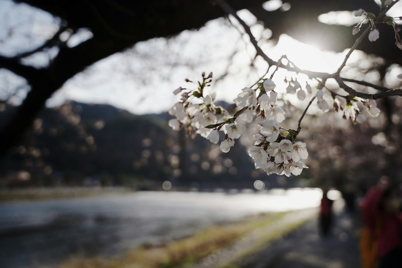 河边的樱花，背景有山和阳光