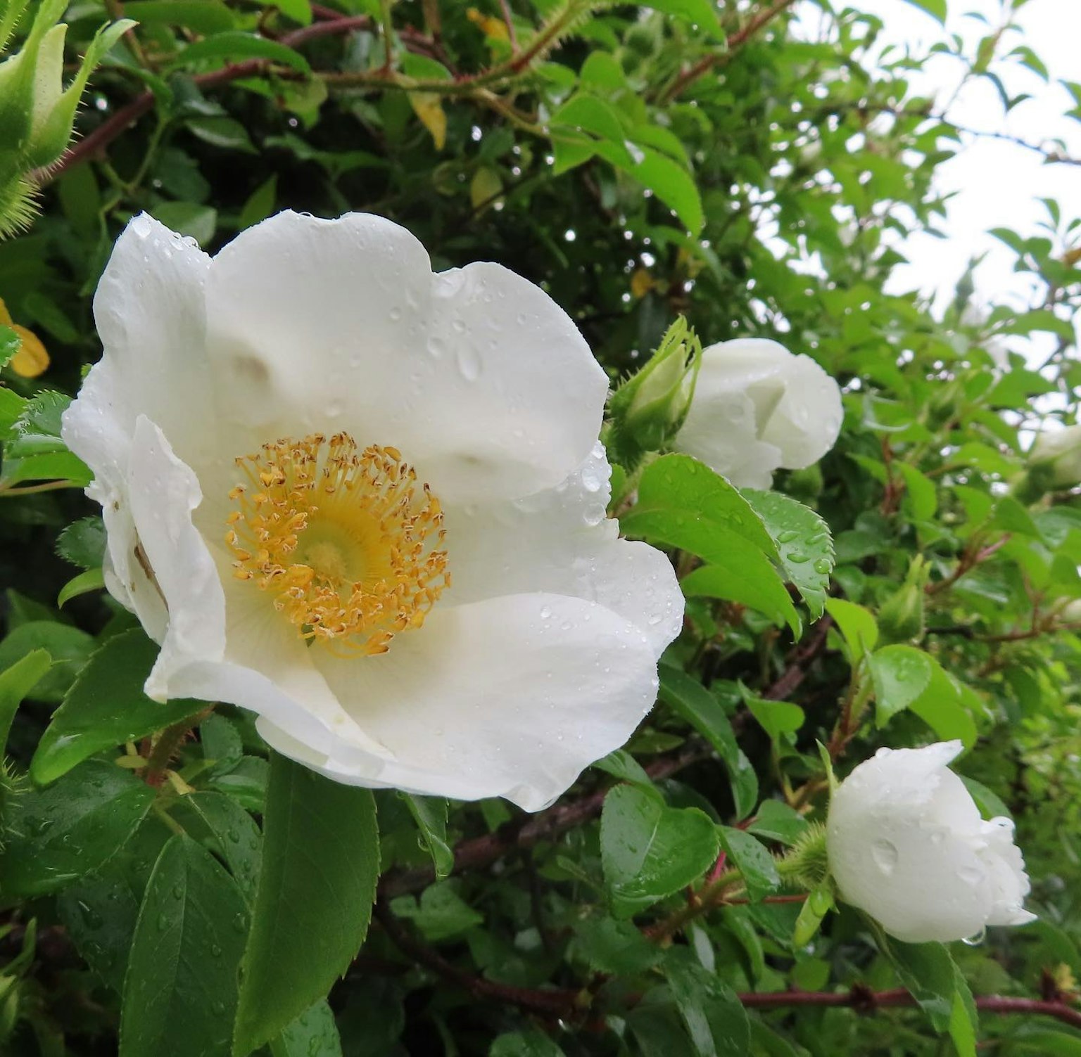 Gros plan d'une fleur blanche avec un centre jaune et des feuilles vertes