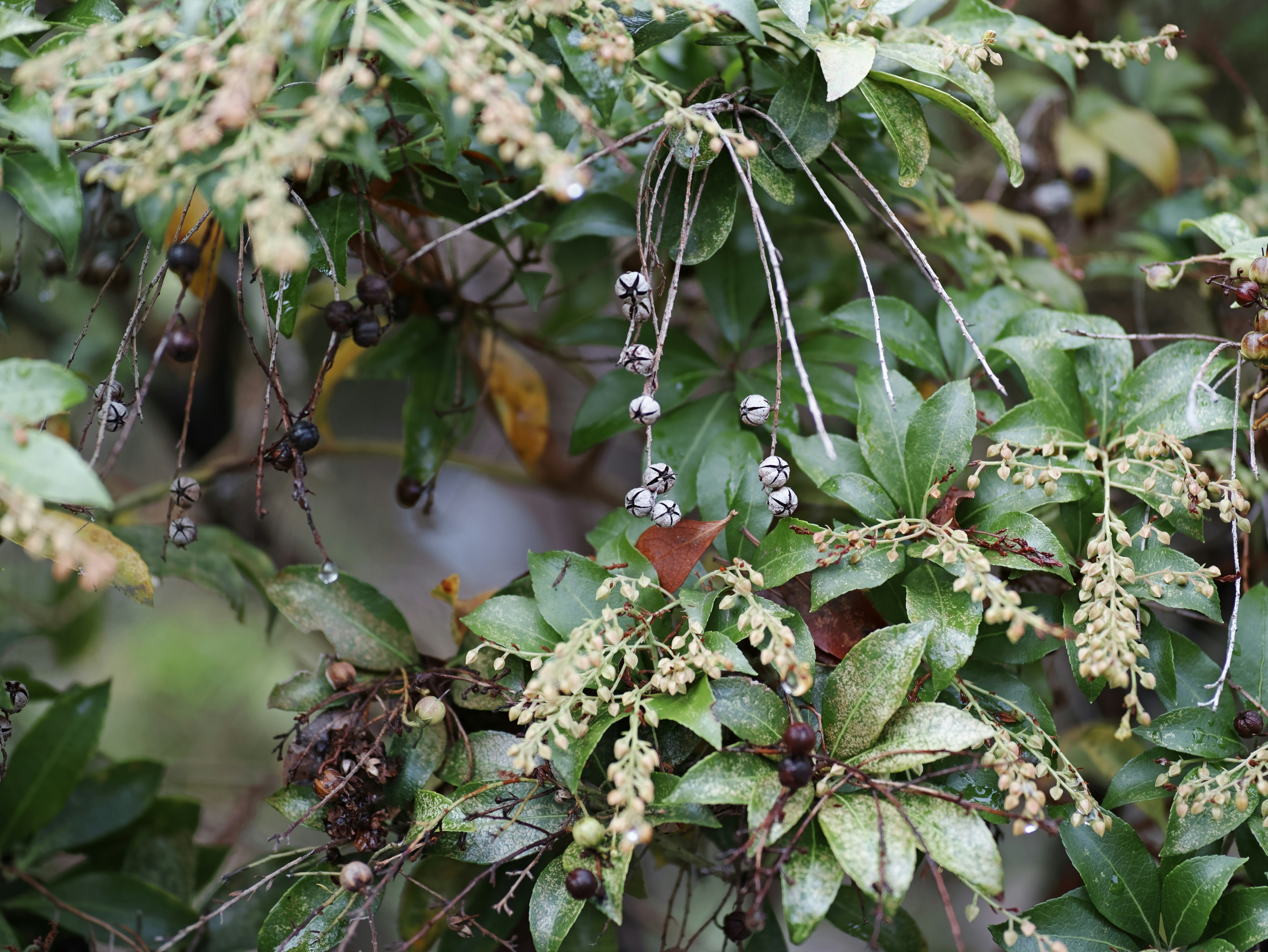 葉と小さな実が枝に連なる植物のクローズアップ