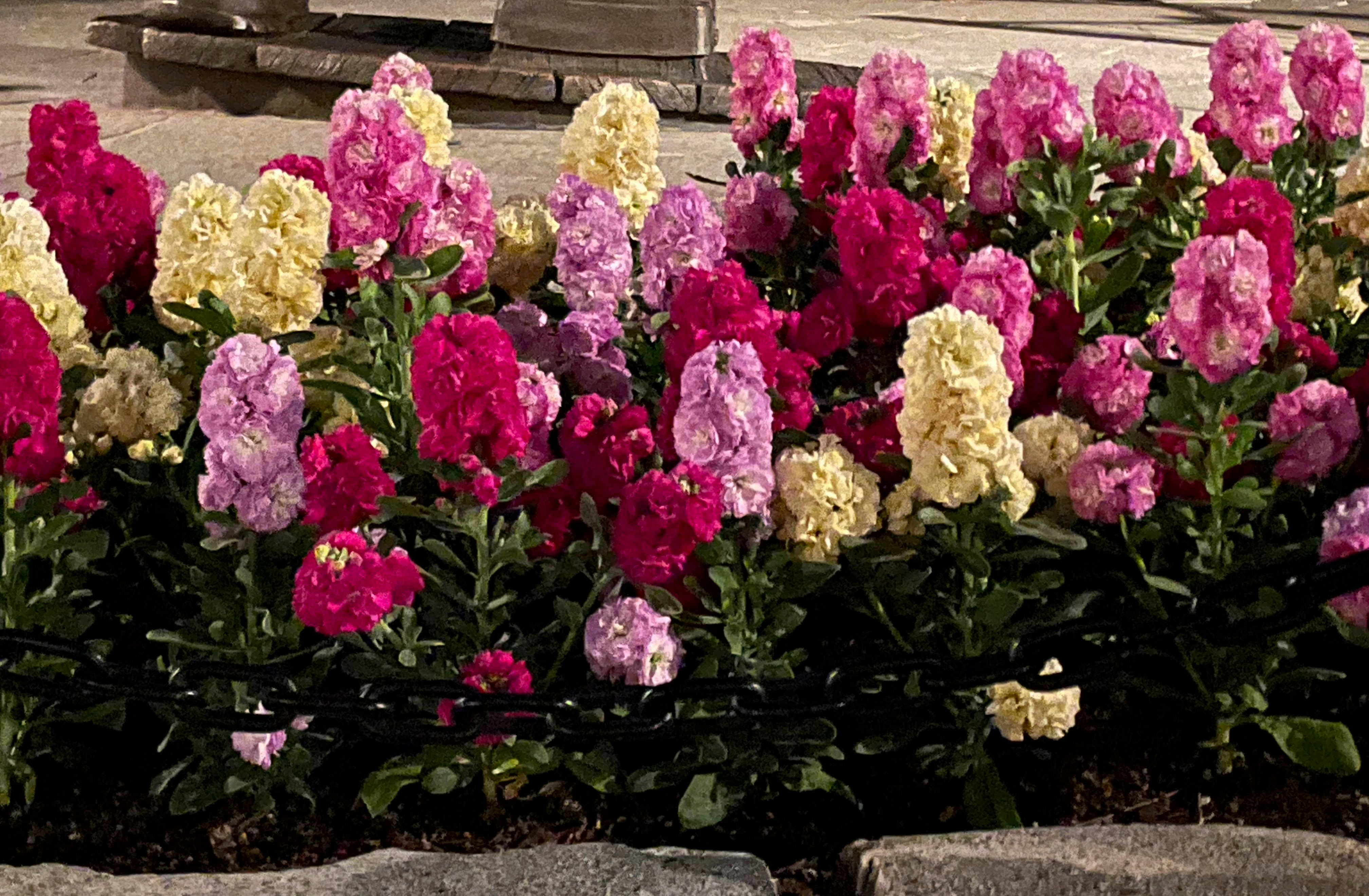 colorful carnations in a flower bed