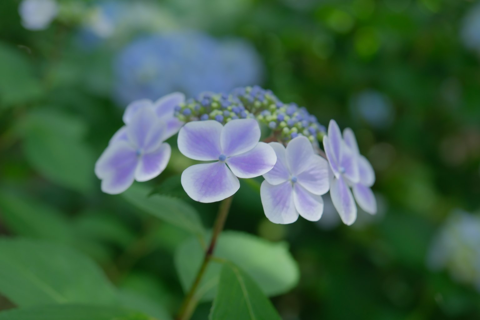 紫色花瓣的绣球花特写
