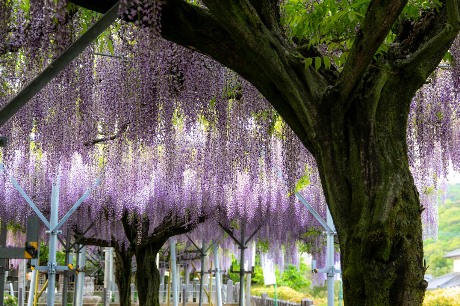 Landscape of wisteria trees with hanging purple flowers