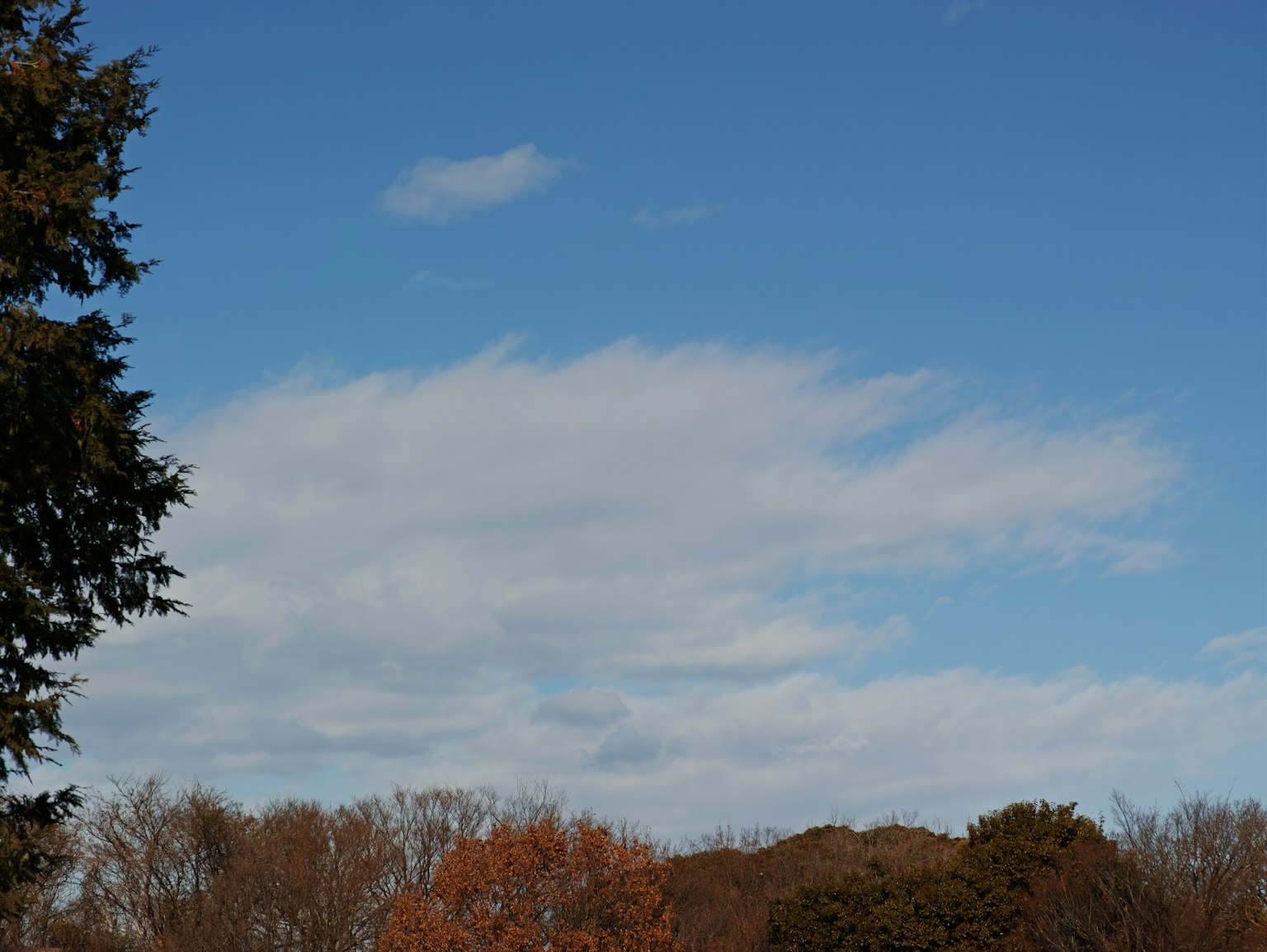 Cielo azul claro con nubes blancas y árboles de otoño en primer plano