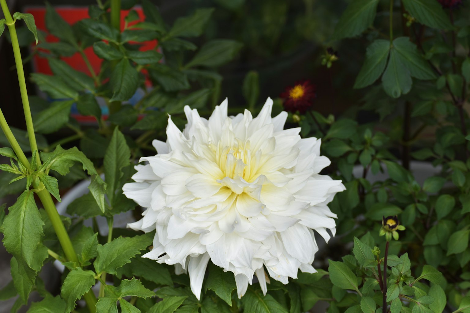 Una gran flor blanca floreciendo entre hojas verdes