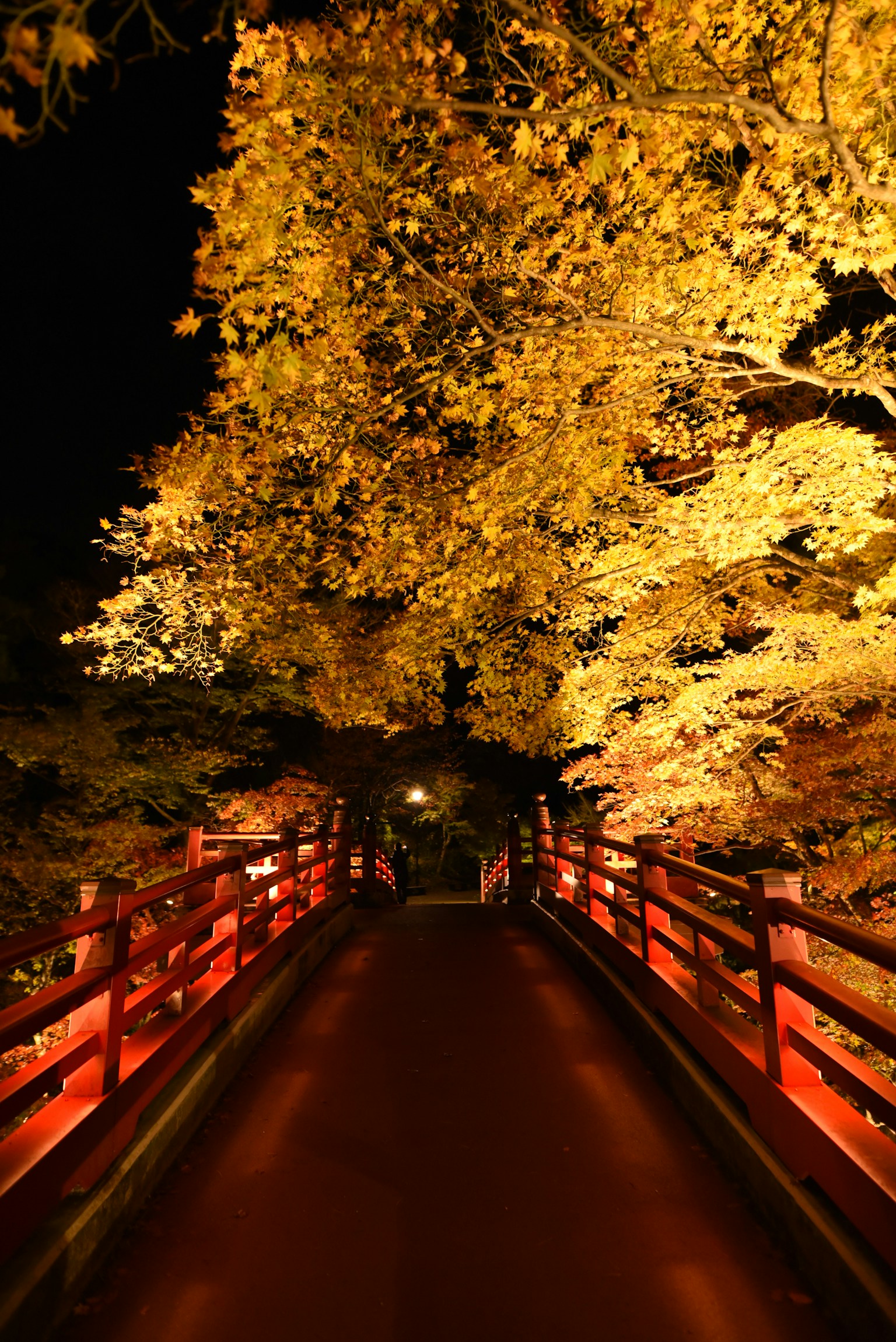 夜に光る赤い橋と黄金色の葉に囲まれた道
