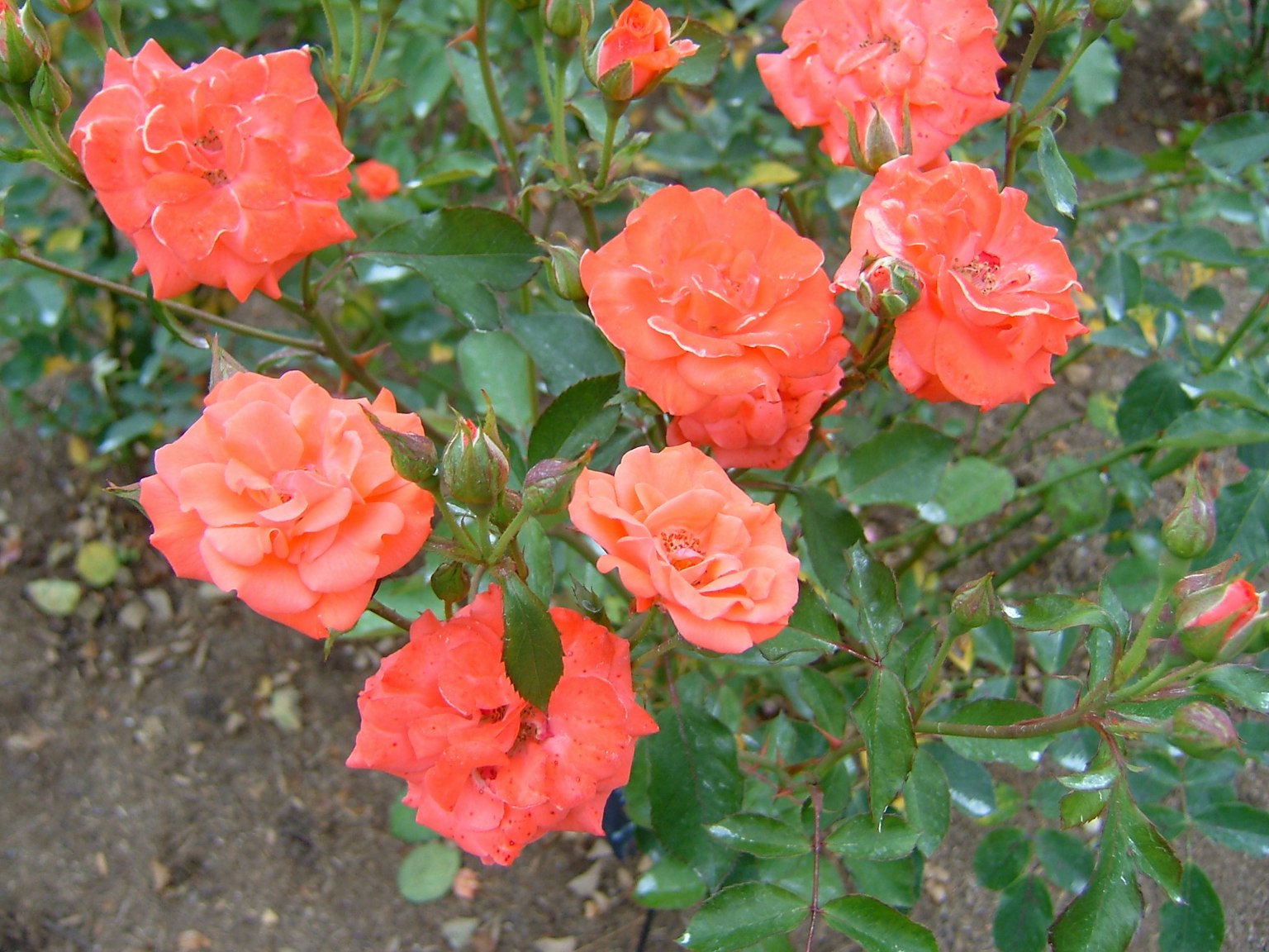 A beautiful bouquet of orange roses surrounded by green leaves
