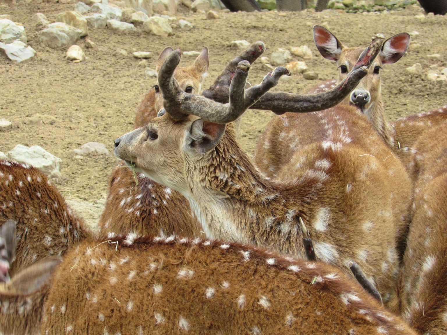 A group of deer with one stag prominently displaying its antlers in a natural setting